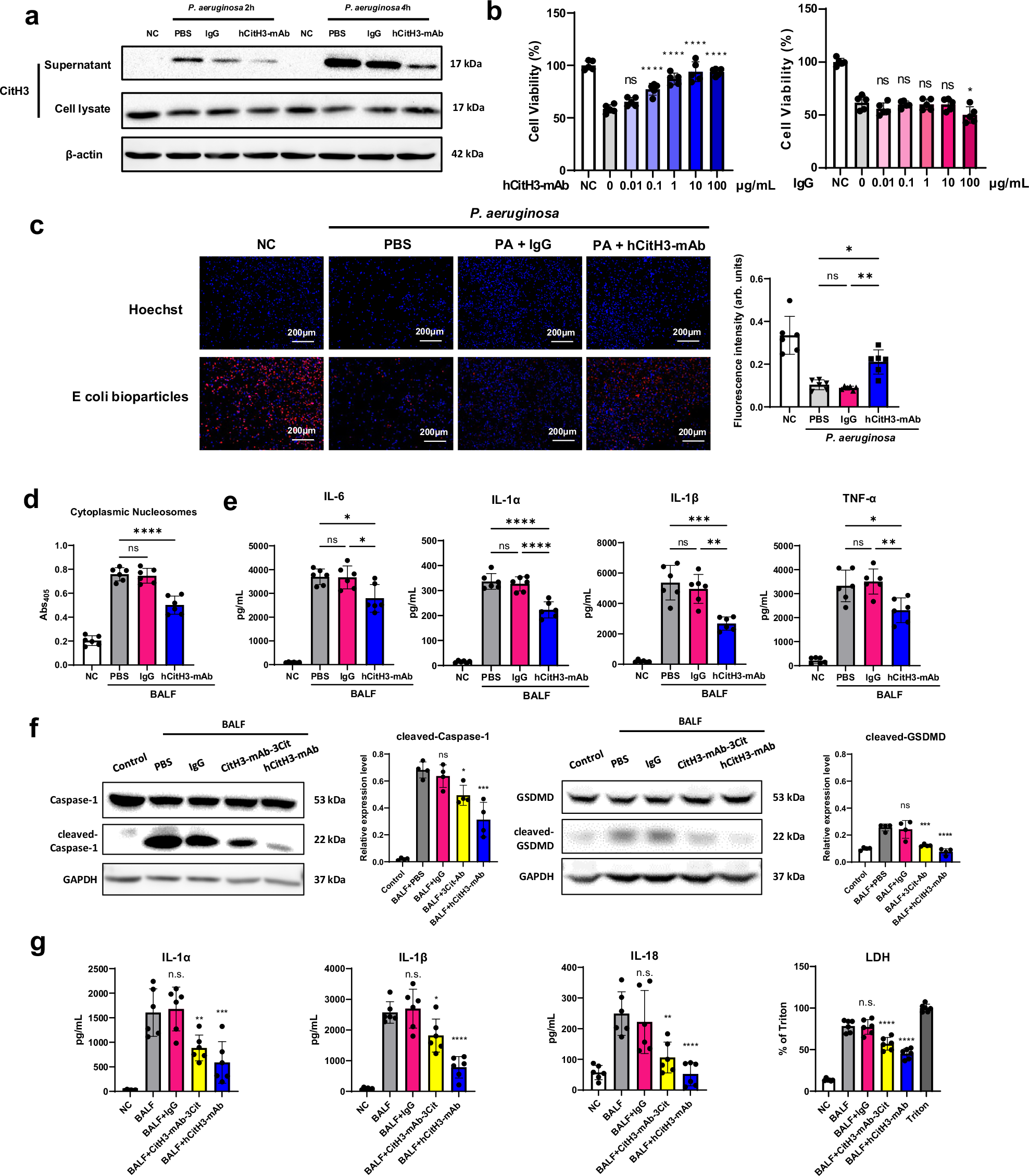 Fig. 6: Bacteria-induced injury to macrophages is mitigated by hCitH3-mAb.