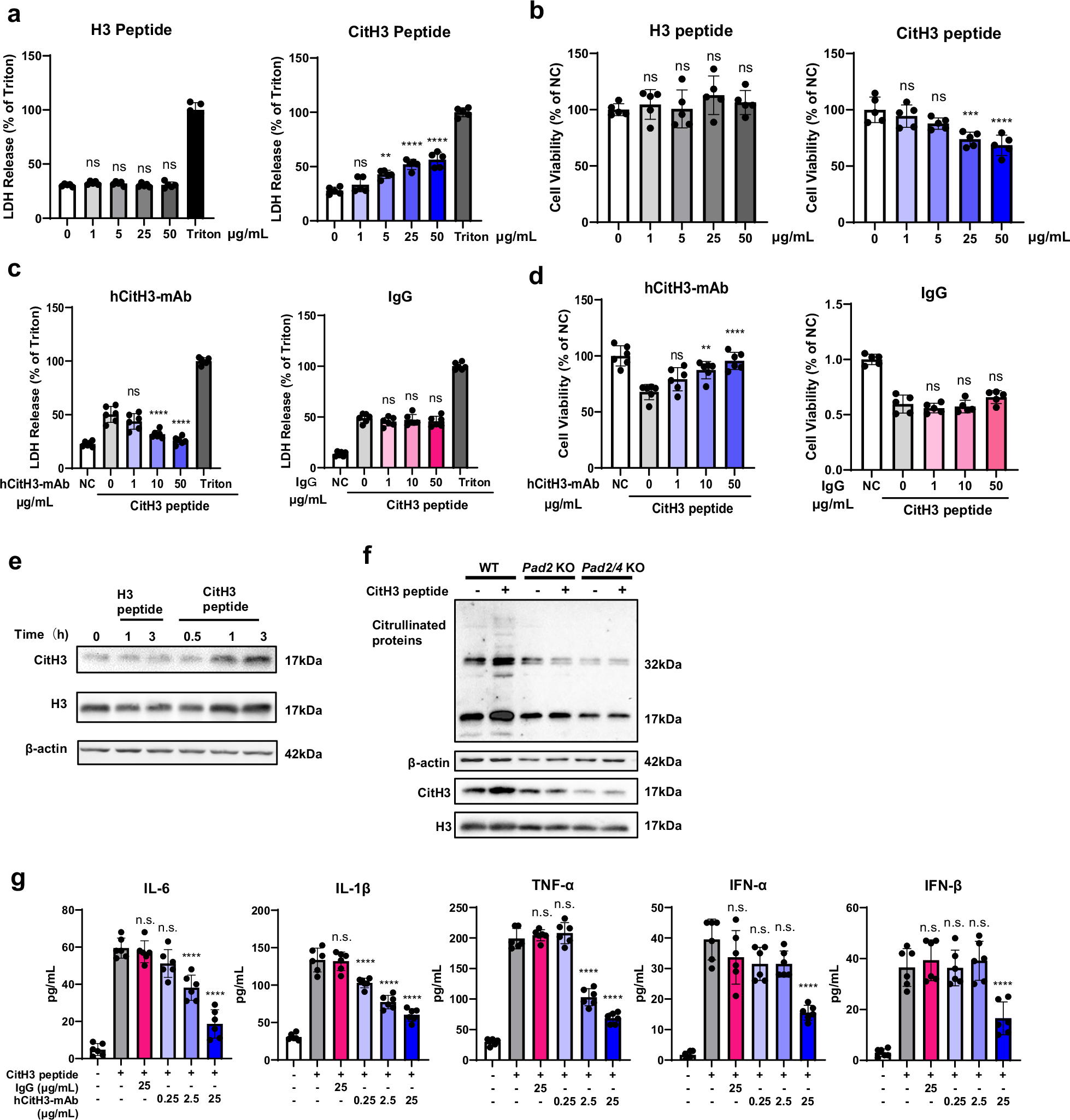 Fig. 8: hCitH3-mAb preserves macrophage integrity and mitigates CitH3-induced cytokine storm.