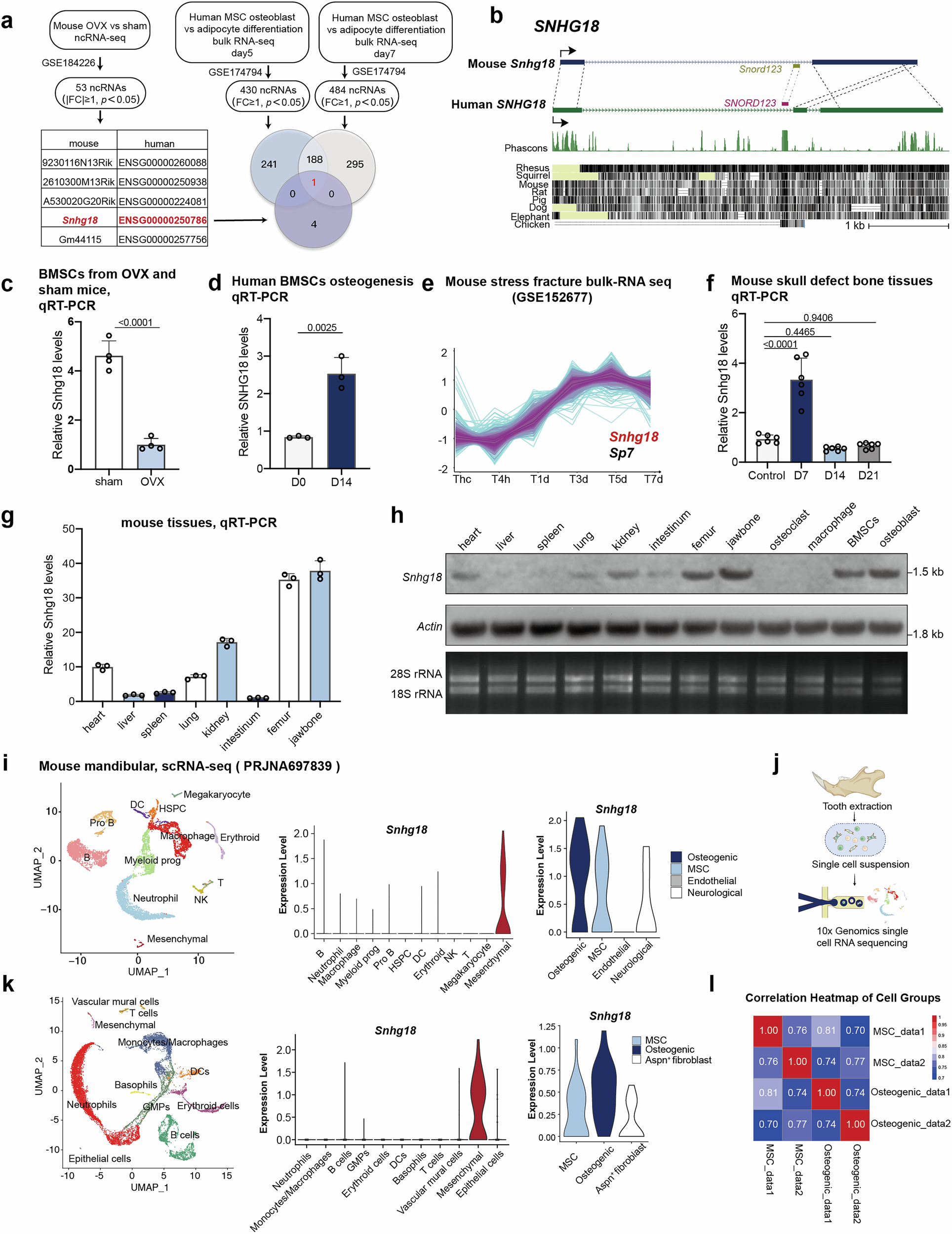Fig. 1: Snhg18, enriched in LepR+ MSC and osteogenic cells in bone, modulates osteogenesis and declines with bone loss.