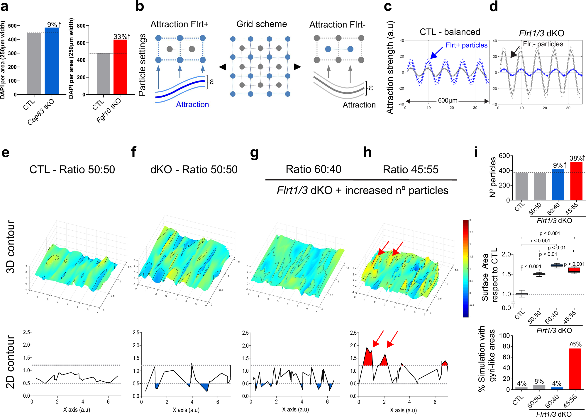 Fig. 10: Modeling cortex folding in Cep83 tKO and Fgf10 tKO mice.