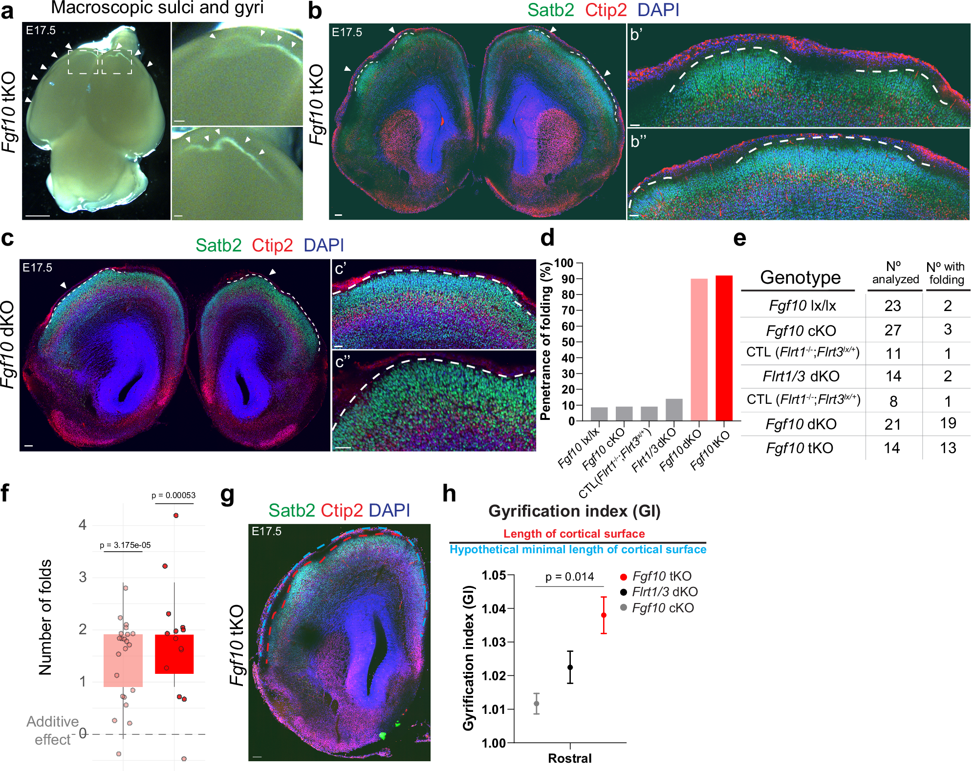 Fig. 5: Fgf10 and Flrt1/Flrt3 loss enhances gyri-like cortex folding.