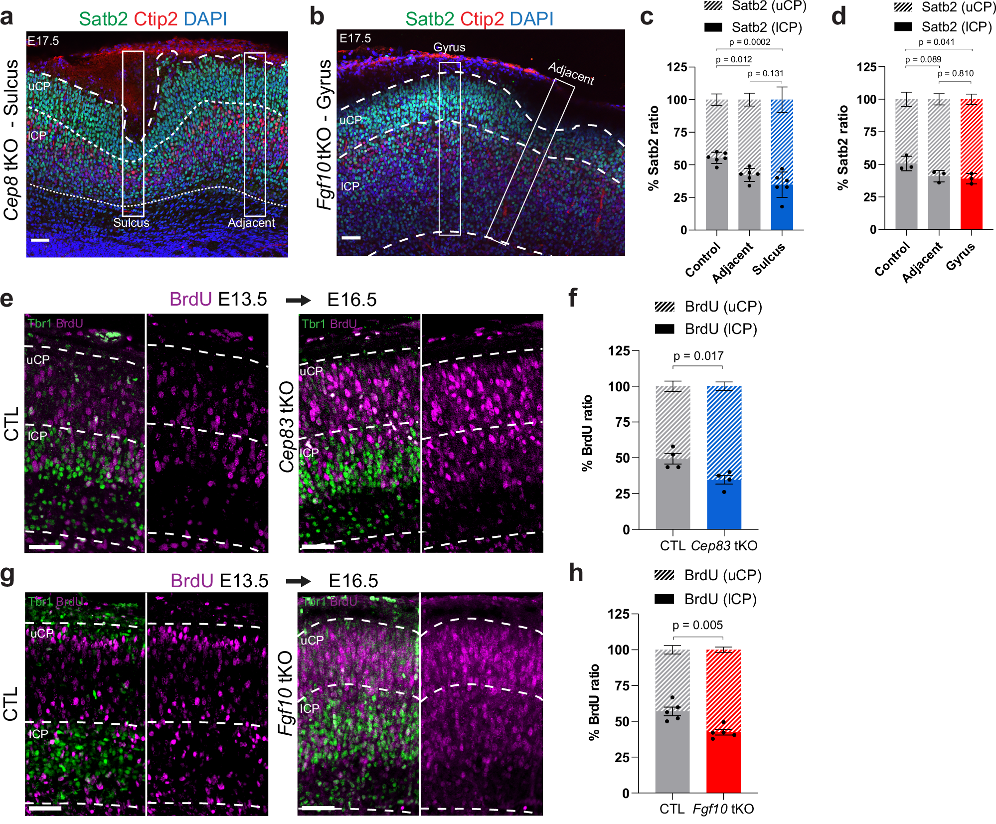 Fig. 8: Increased proportion of upper-layer neurons in the cortical plate of Cep83 and Fgf10 tKO embryos.