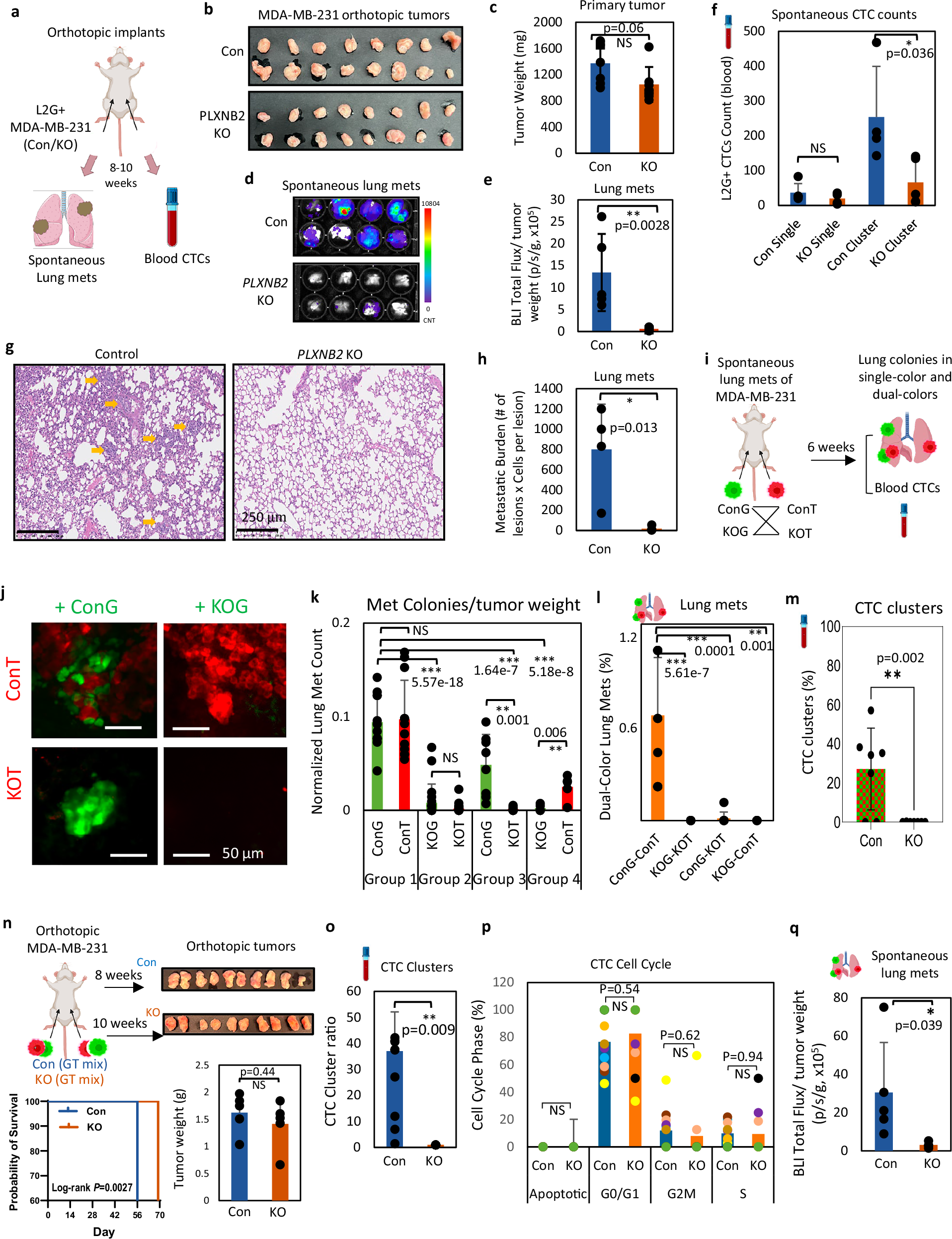 Fig. 2: PLXNB2 depletion abolishes spontaneous metastasis and CTC cluster formation in TNBC in vivo.