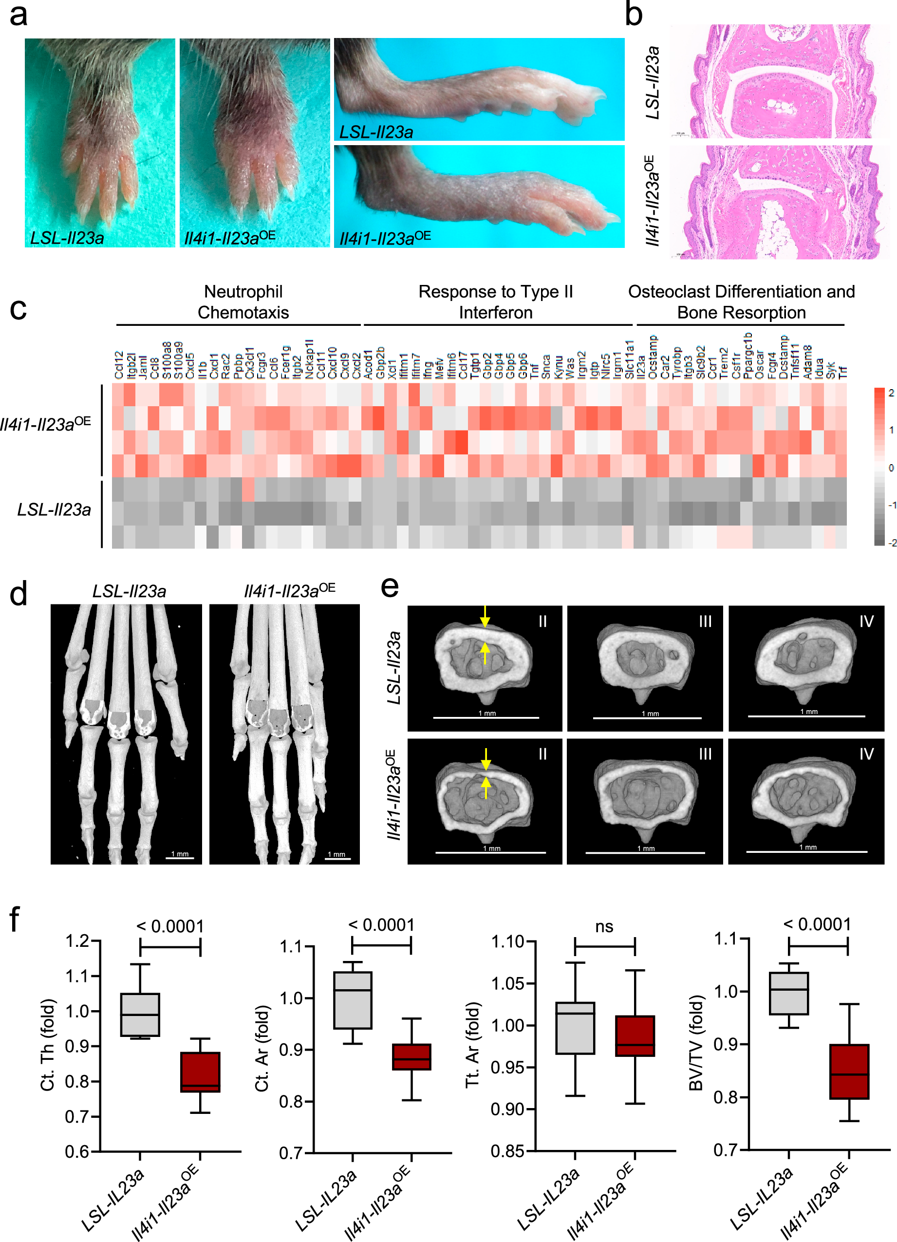 Fig. 5: Il4i1-Il23aOE mice develop psoriatic arthritis-like symptoms.