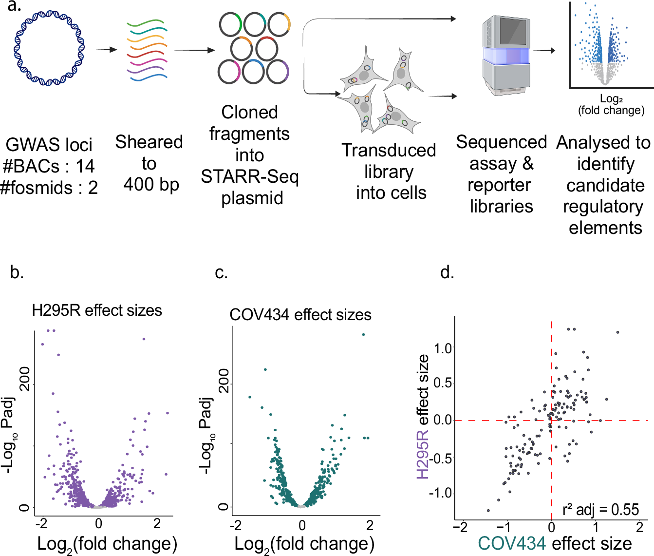PCOS患者におけるテストステロン生成促進のDNA変異を特定(Mount Sinai-Duke University Study Identifies DNA Variants That Increase Testosterone Production in PCOS Patients)