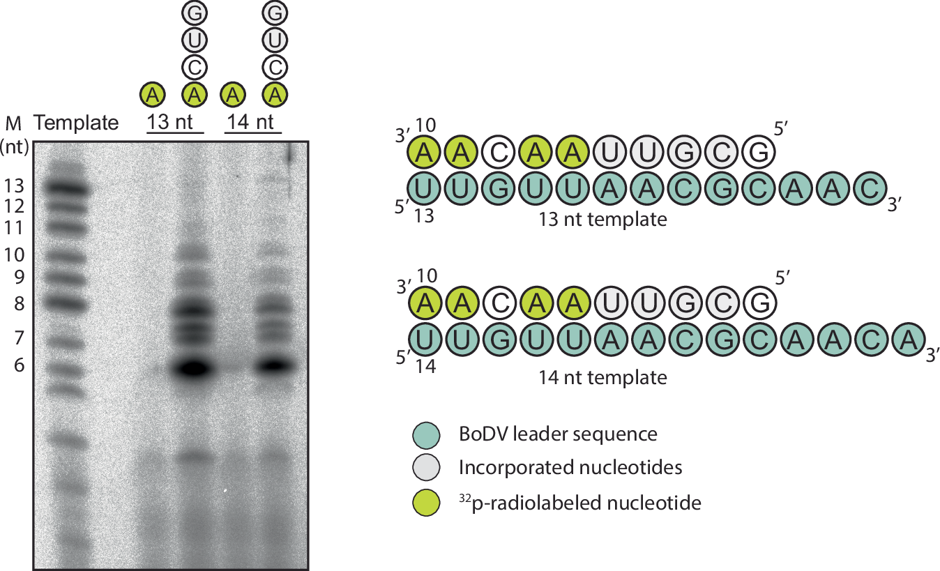 Fig. 3: In vitro incorporation assay.