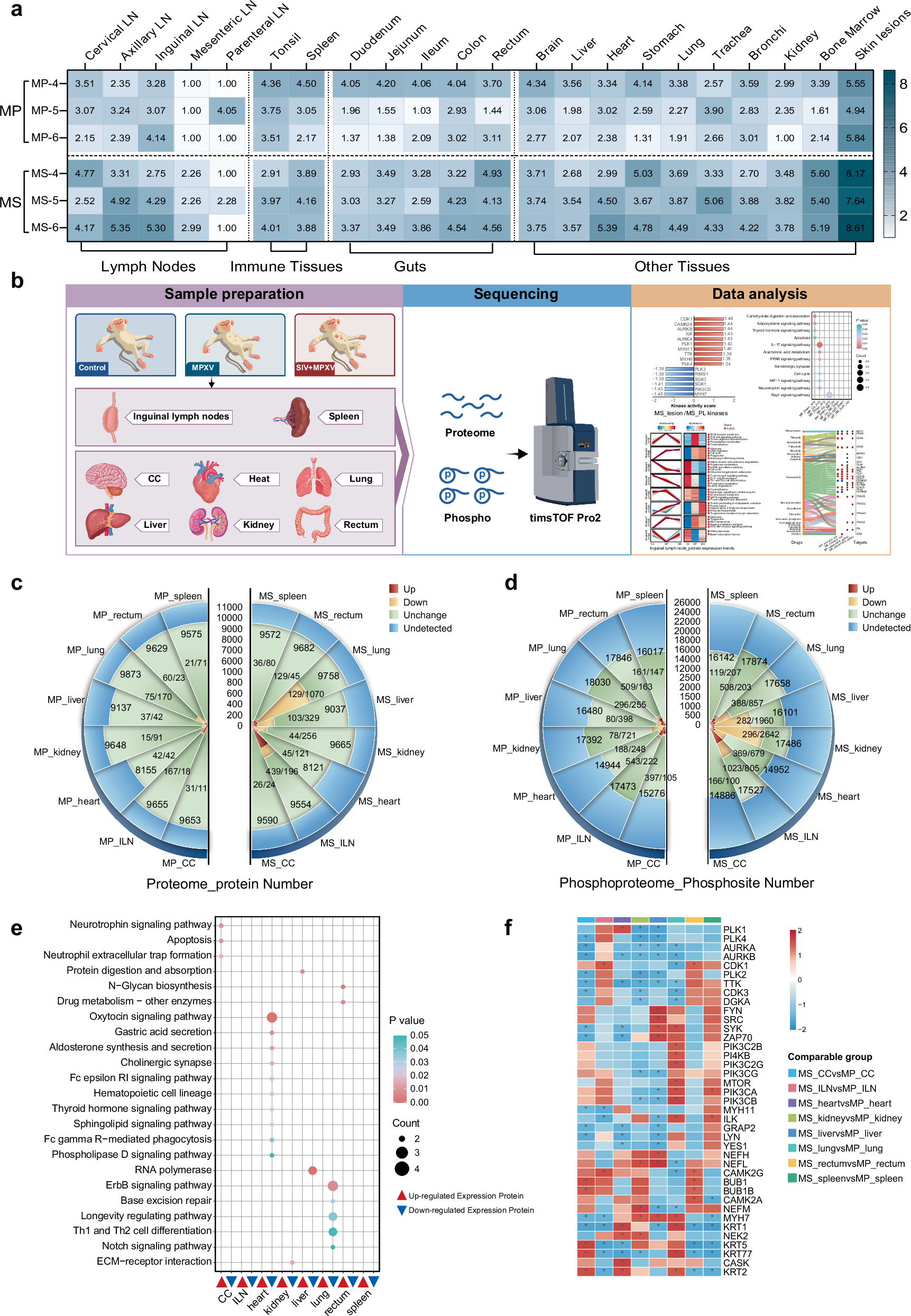 Fig. 3: Multi-organ proteomic and phosphoproteomic analysis.