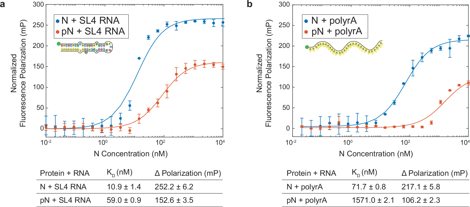 Fig. 5: N protein phosphorylation weakens RNA binding affinity.