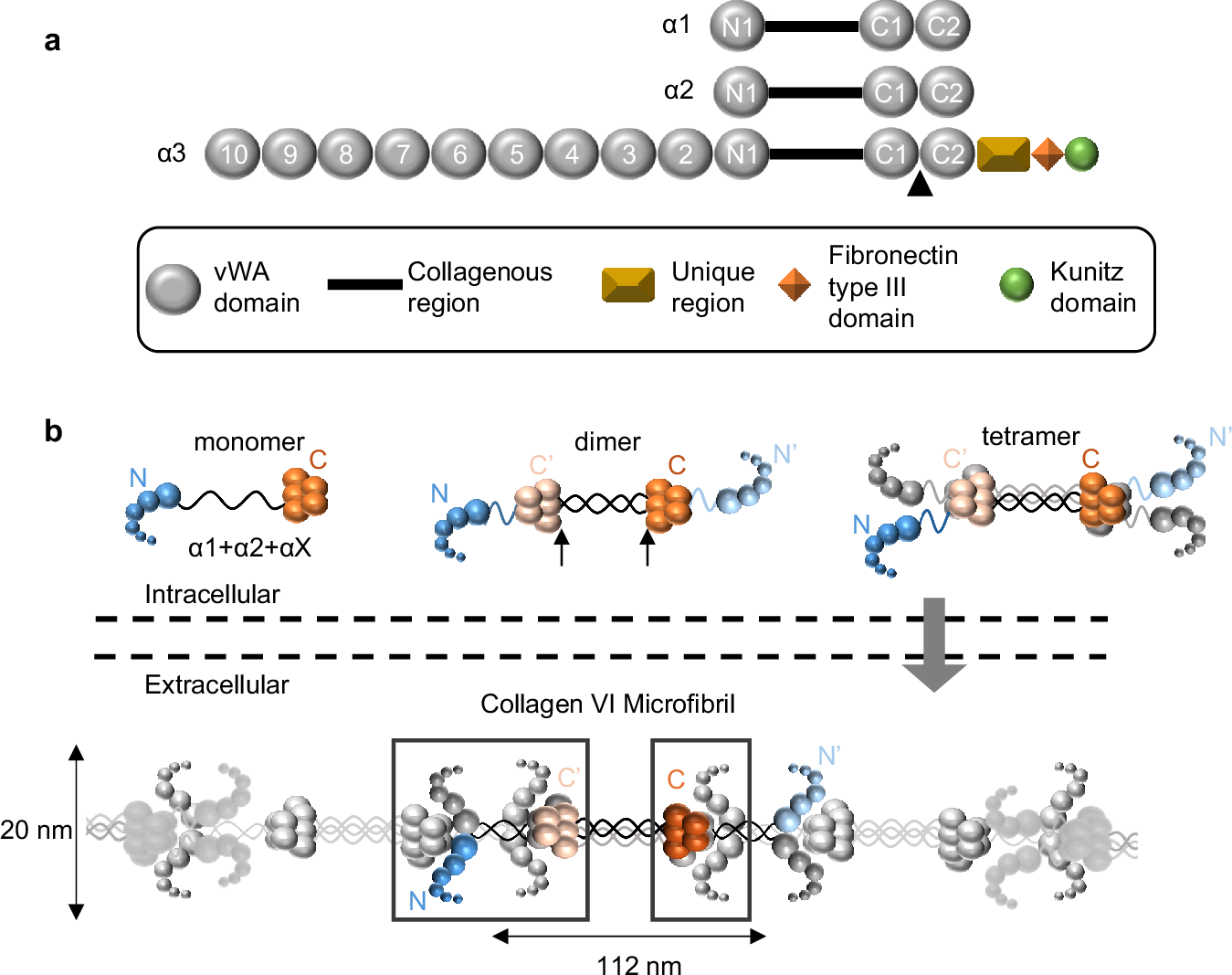 Collagen VI microfibril structure reveals mechanism for molecular assembly  and clustering of inherited pathogenic mutations | Nature Communications