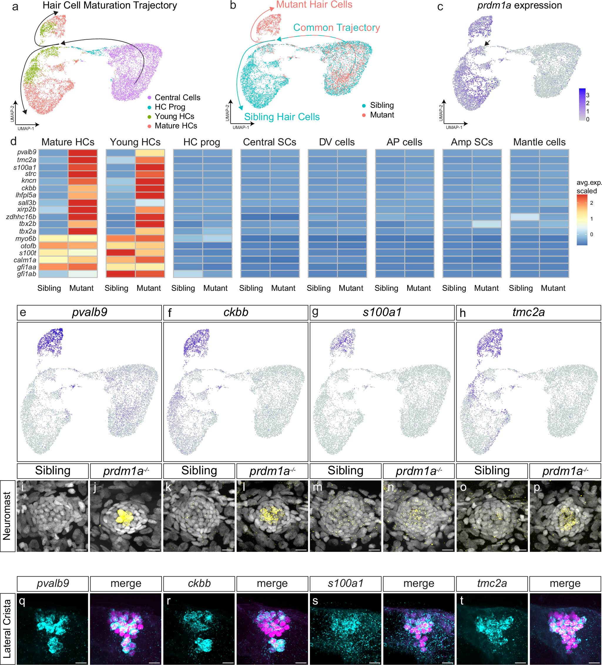 Fig. 2: scRNA-seq indicates a hair cell differentiation fate switch in prdm1a mutants.