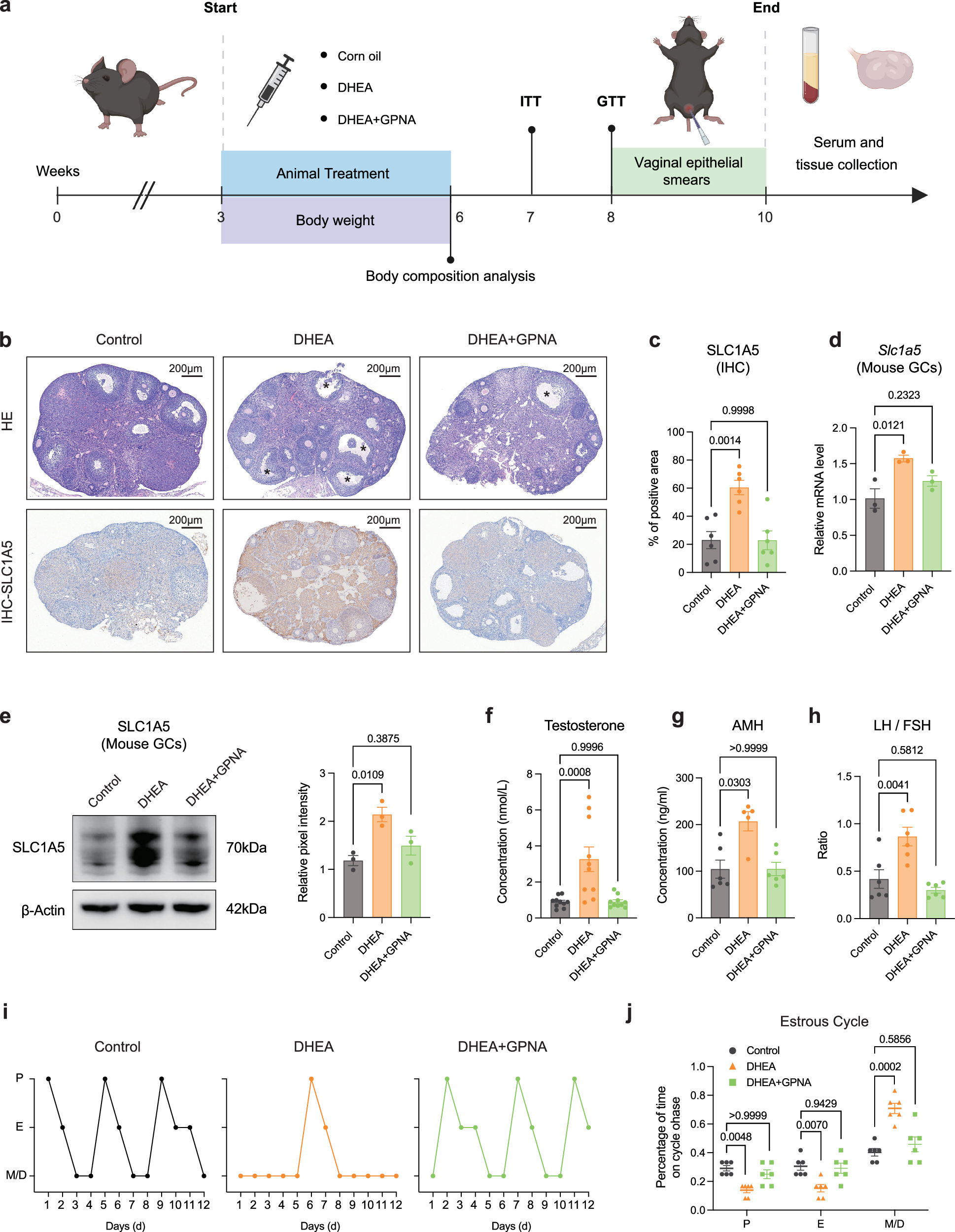 Fig. 4: SLC1A5 inhibitor, GPNA, confers reproductive benefits to PCOS-like mice.