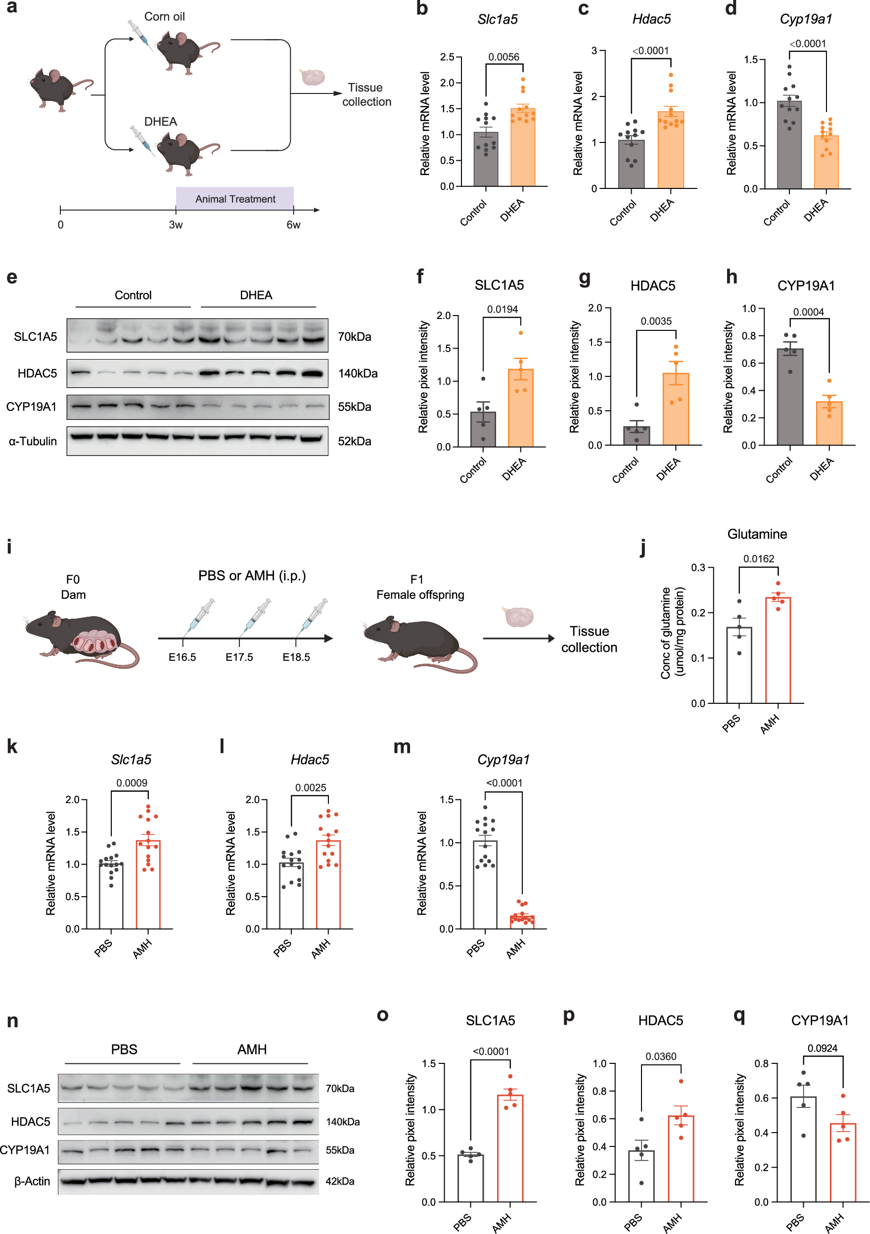Fig. 8: The levels of SLC1A5, HDAC5, and CYP19A1 in the ovaries of DHEA-induced PCOS-like and PAMH mice.