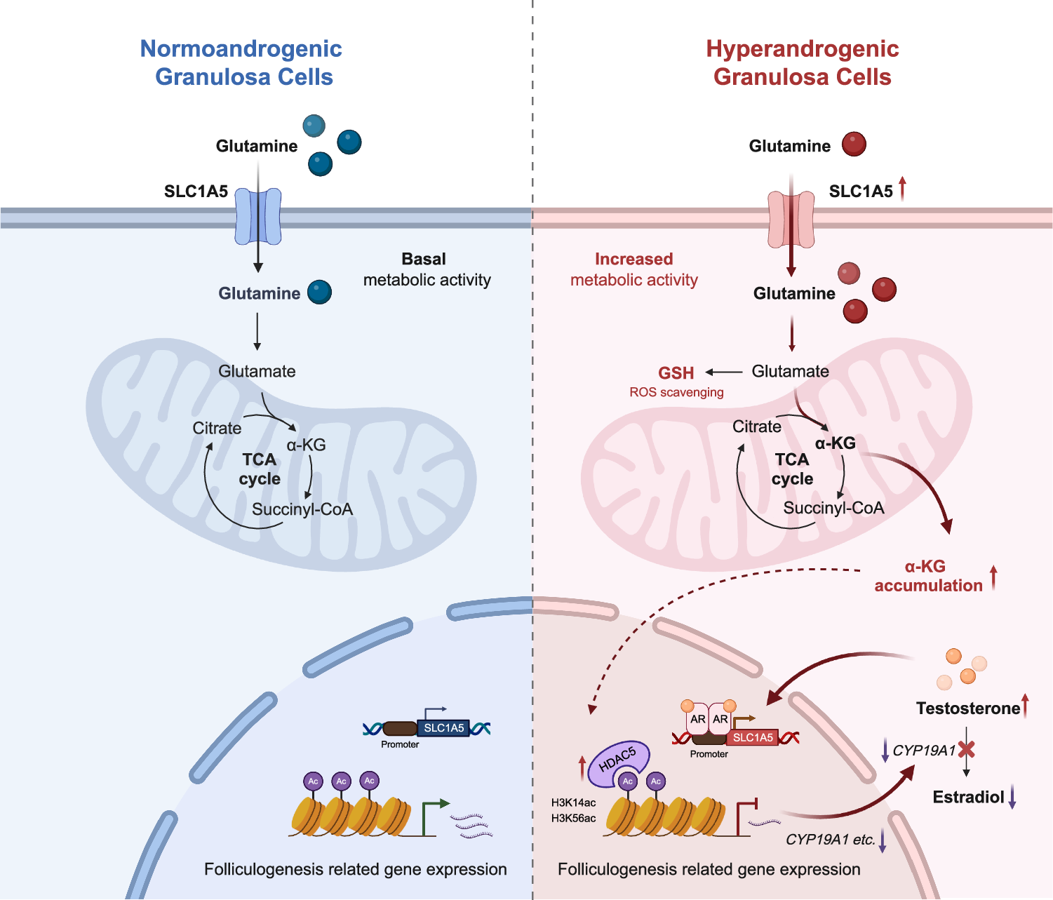 Fig. 9: The graph model of the role of SLC1A5 in granulosa cells under physiological versus hyperandrogenic PCOS conditions.