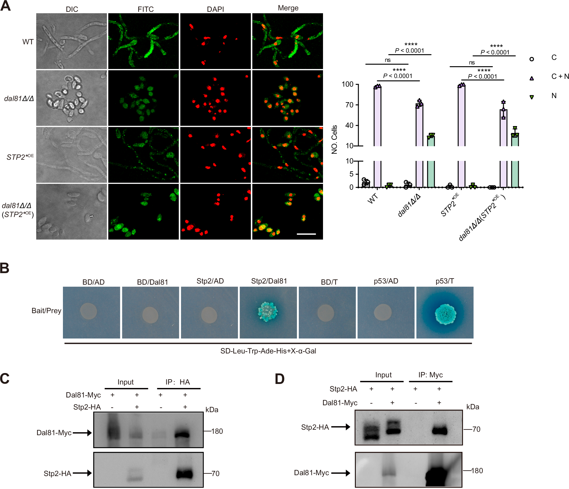 Fig. 4: Dal81 physically interacts with Stp2.