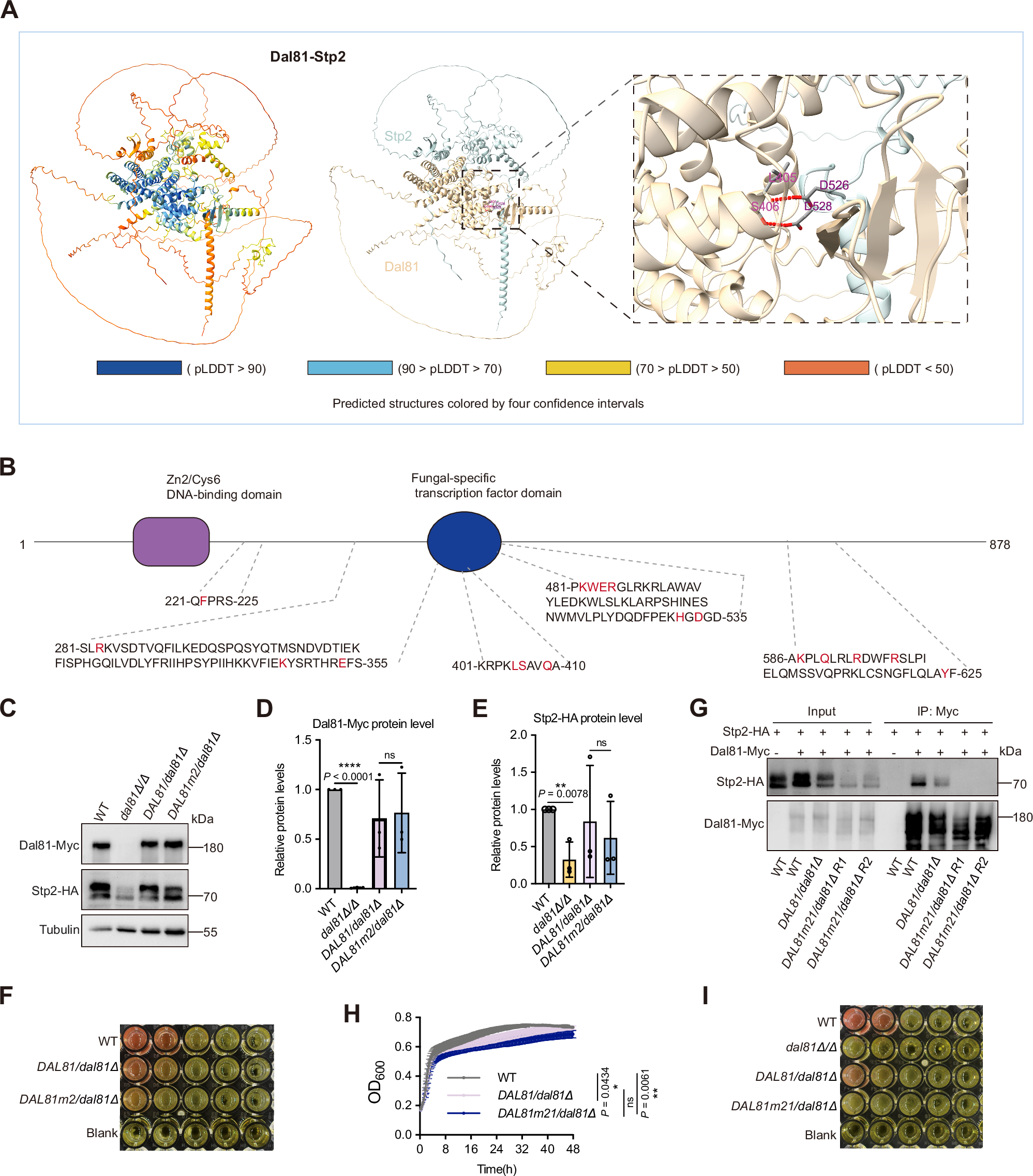 Fig. 5: Identification of critical interaction residues between Dal81 and Stp2 responsible for pH alkalinization.