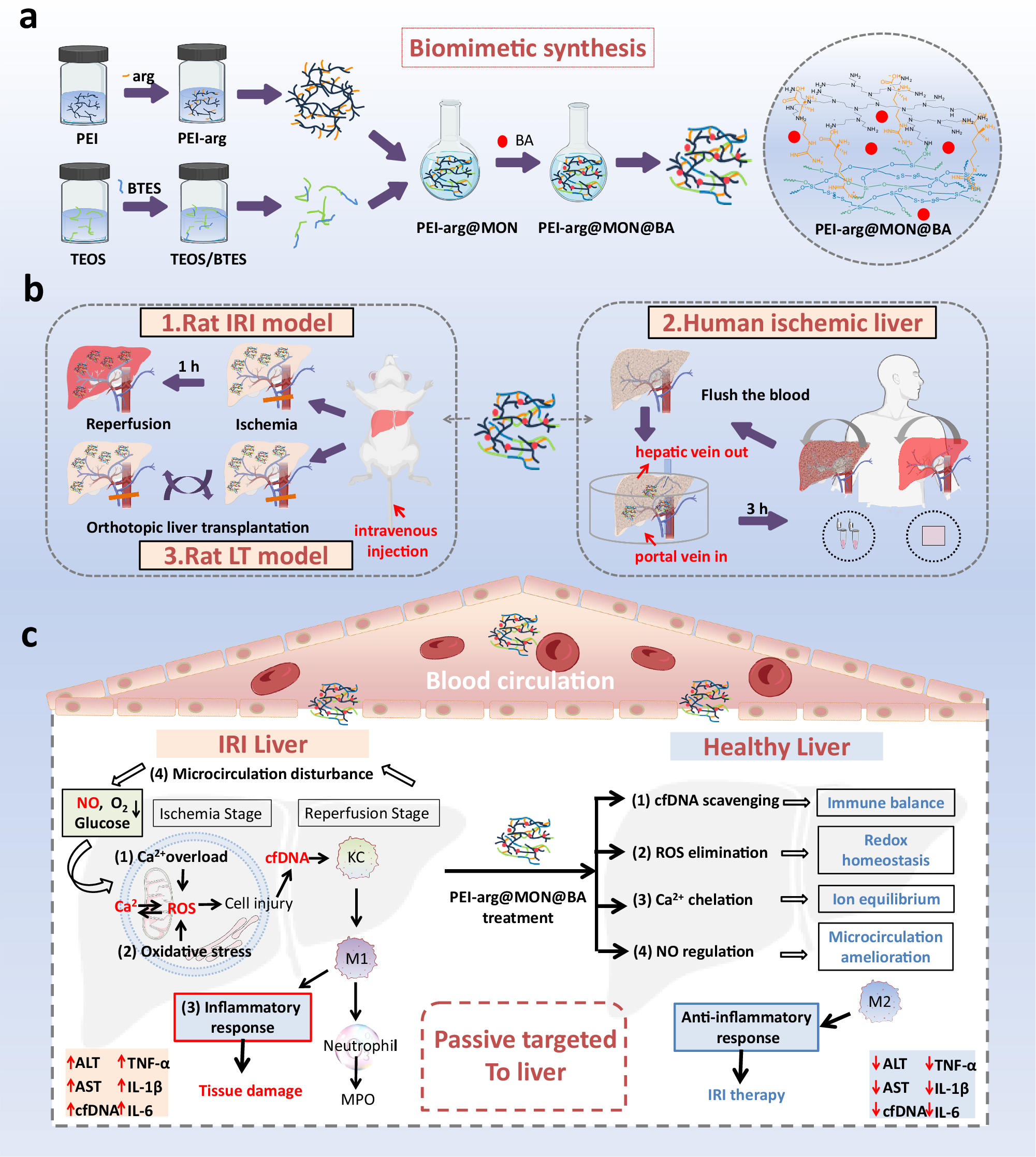 Fig. 1: Biomimetic synthesis and biological functions of PEI-arg@MON@BA.