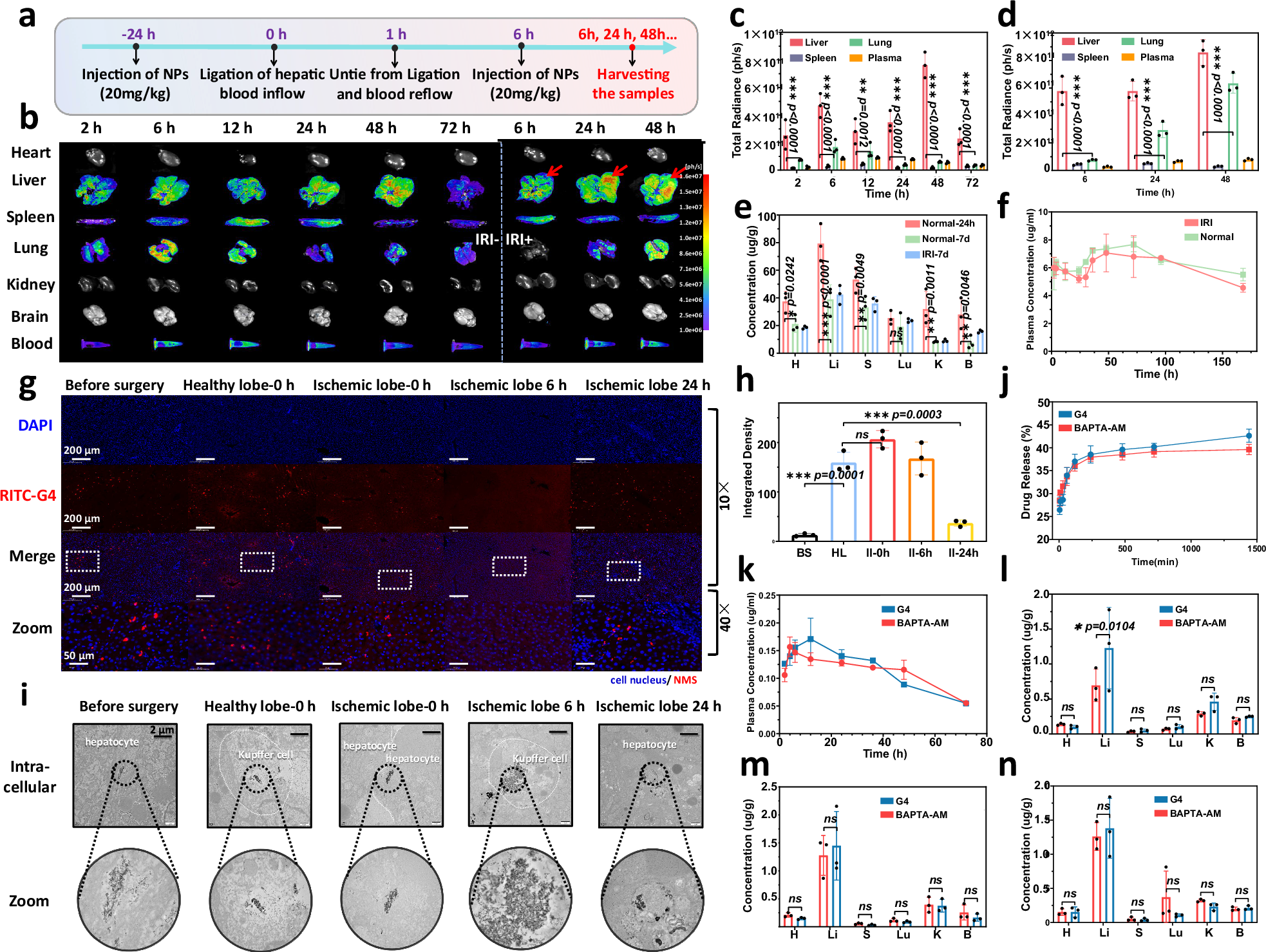 Fig. 6: Passive targeting and biological fate of NMSs.