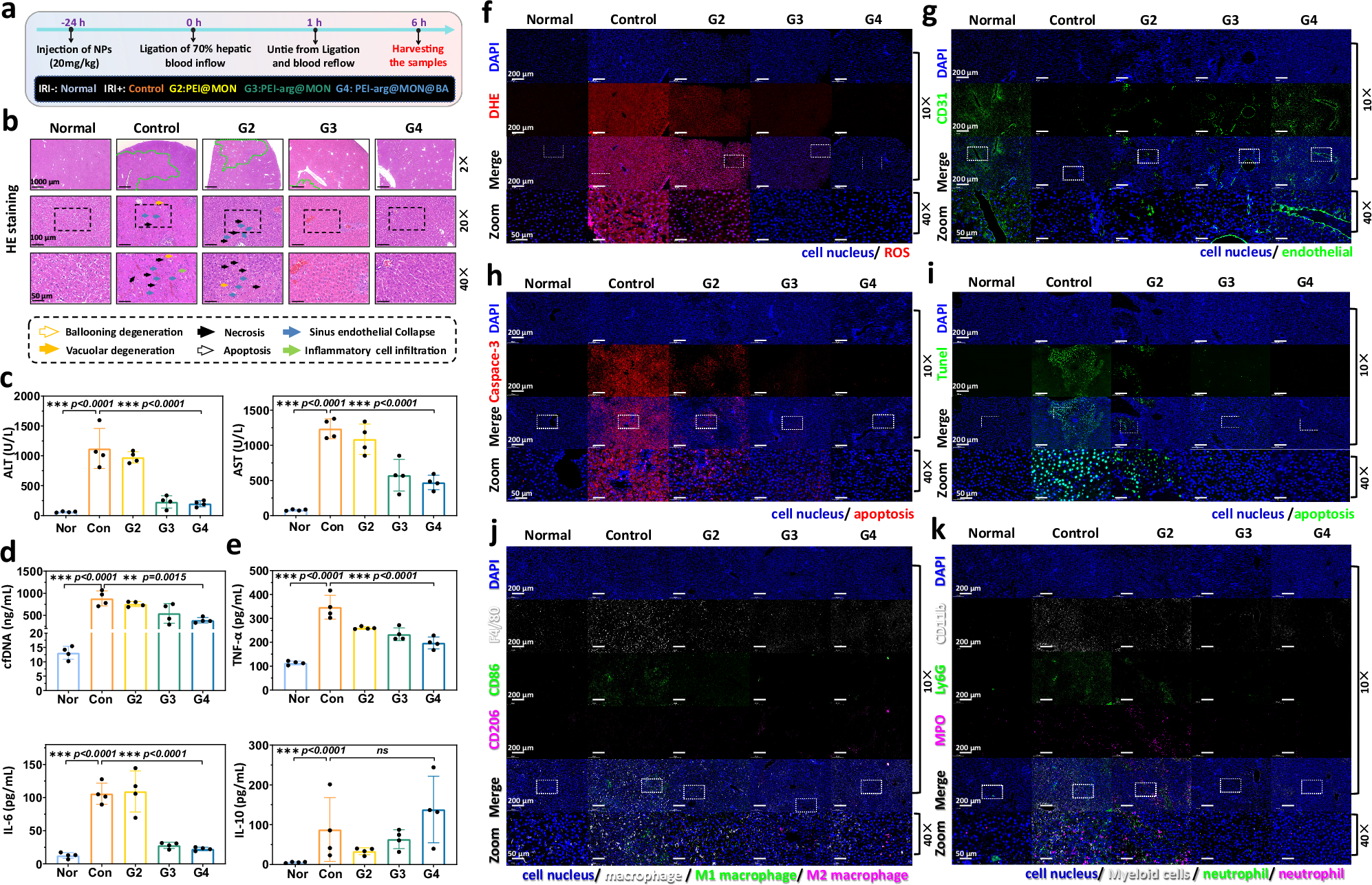 Fig. 7: Treatment efficacy of NMSs against IRI rats at 6 h post-surgery.