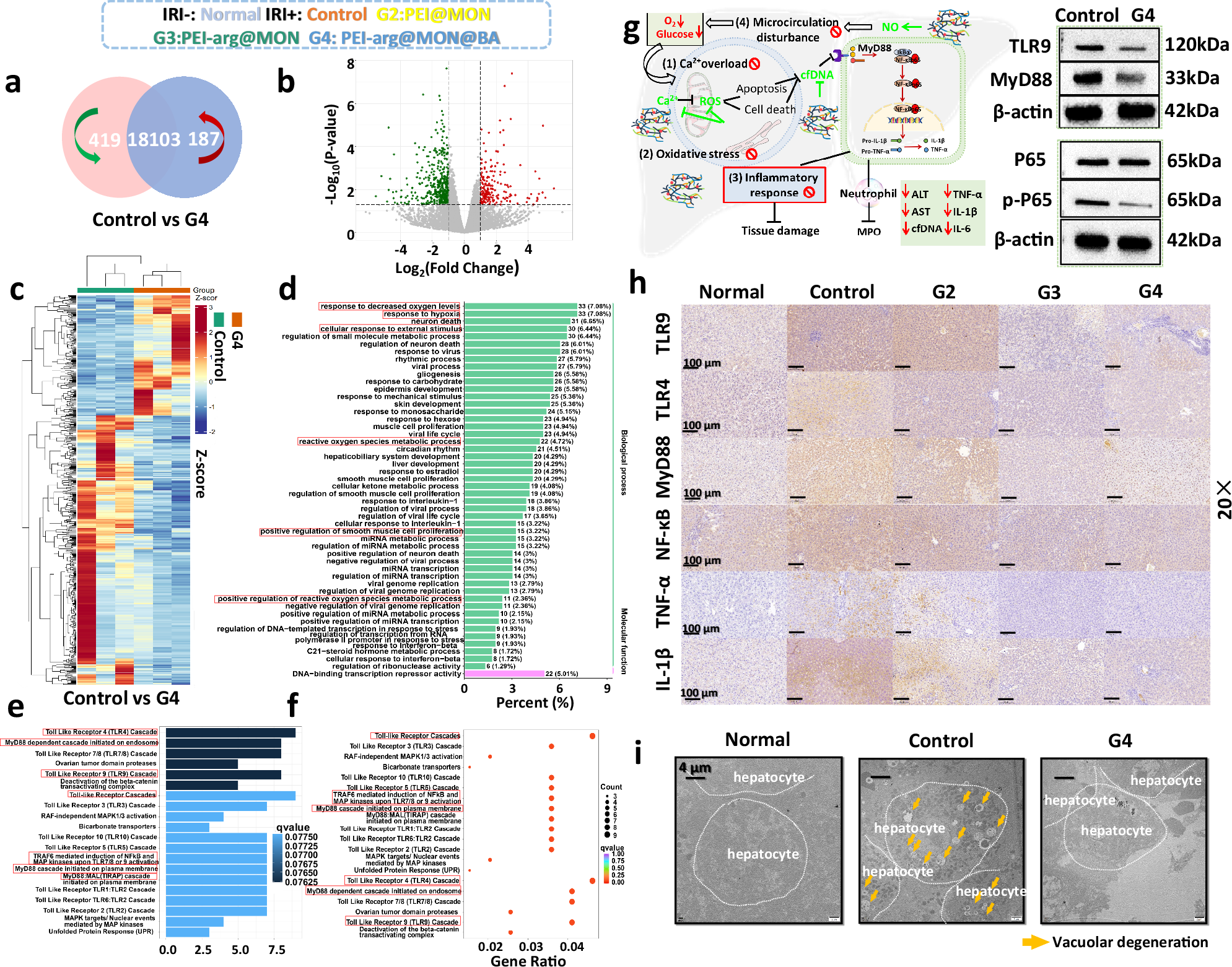 Fig. 8: Therapeutic mechanisms of NMSs against IRI rats at 6 h post-surgery.