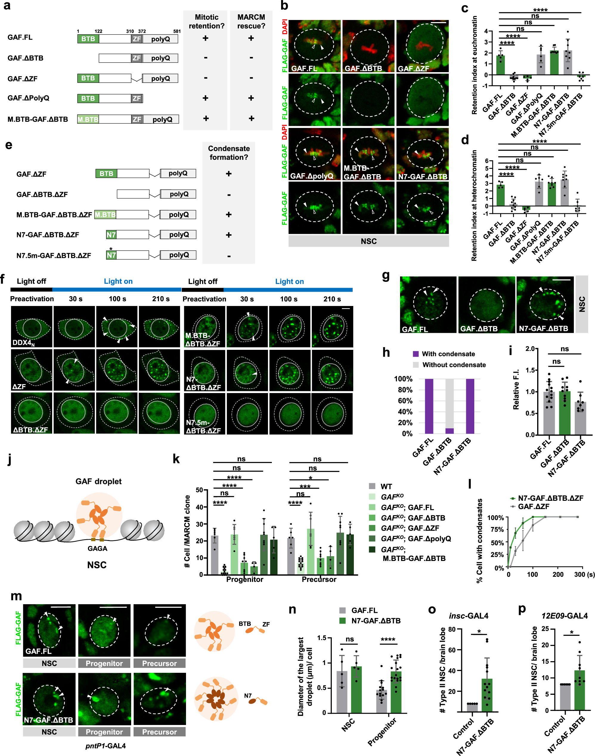 Fig. 2: Mitotic retention ability is essential for GAF to promote NSC proliferation.