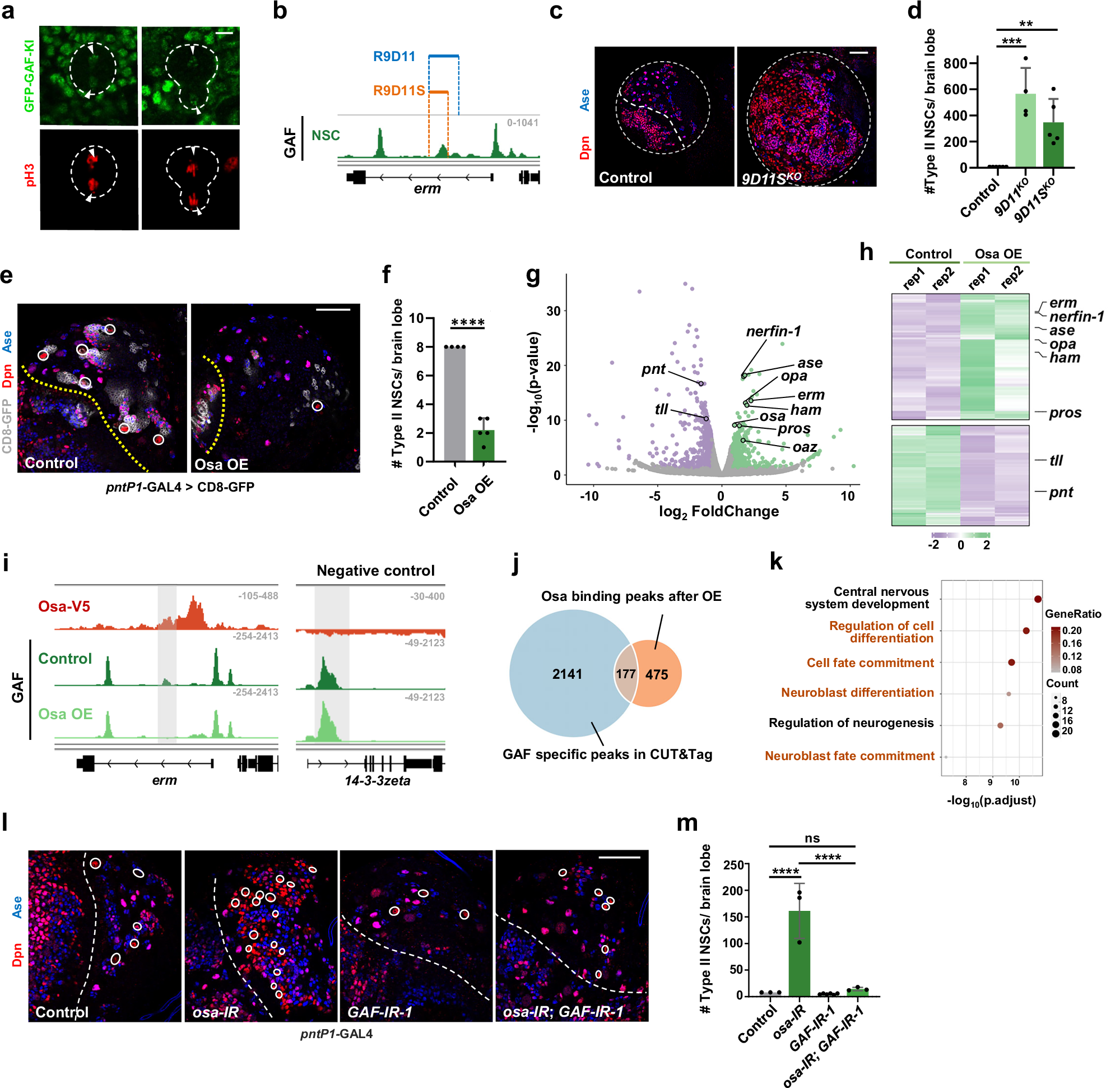 Fig. 6: Differential GAF bookmarking is achieved by selective competition of SWI/SNF complex.