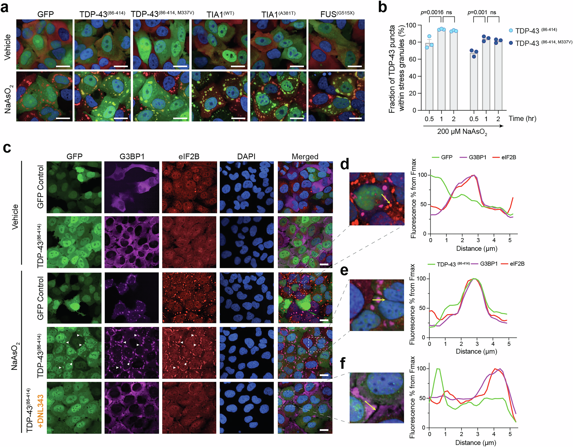 Fig. 2: ALS-associated RNA binding proteins colocalize with stress granules and DNL343 and its analog inhibit these structures in cell models.