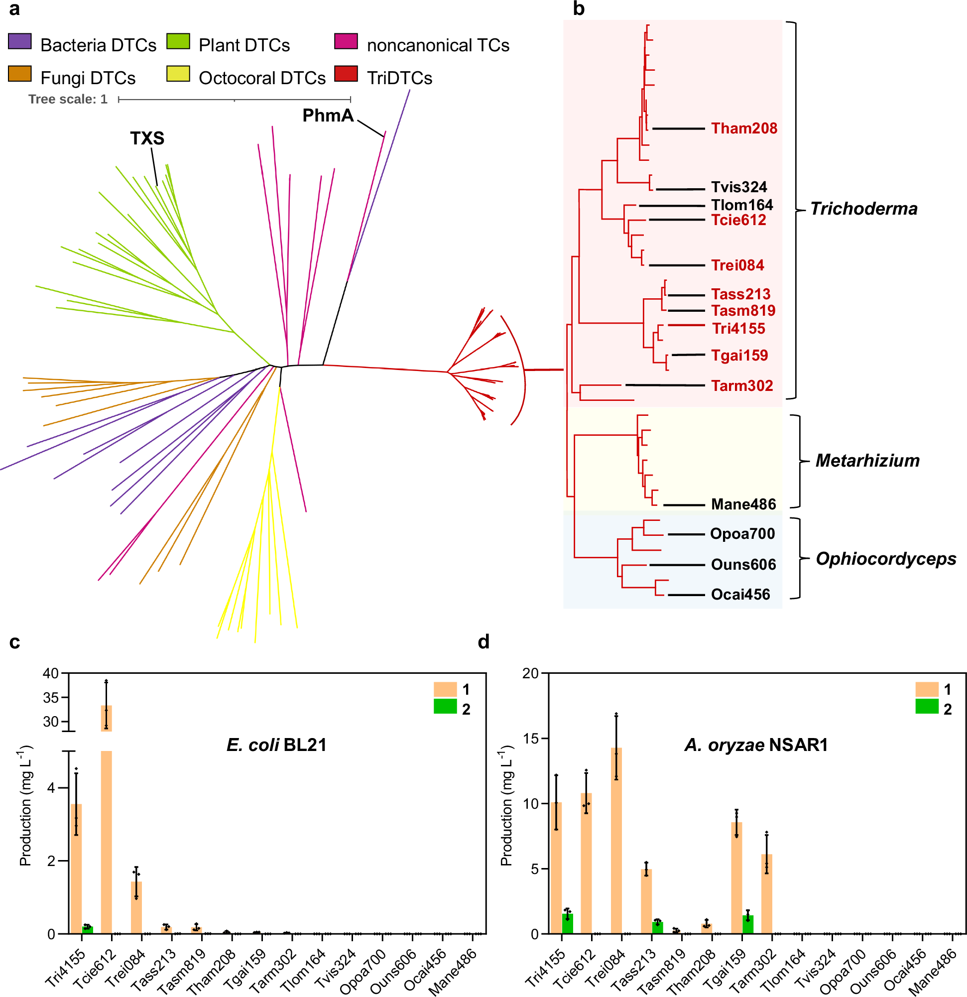 Fig. 4: Phylogenetic and functional analysis of TriDTC homologs.
