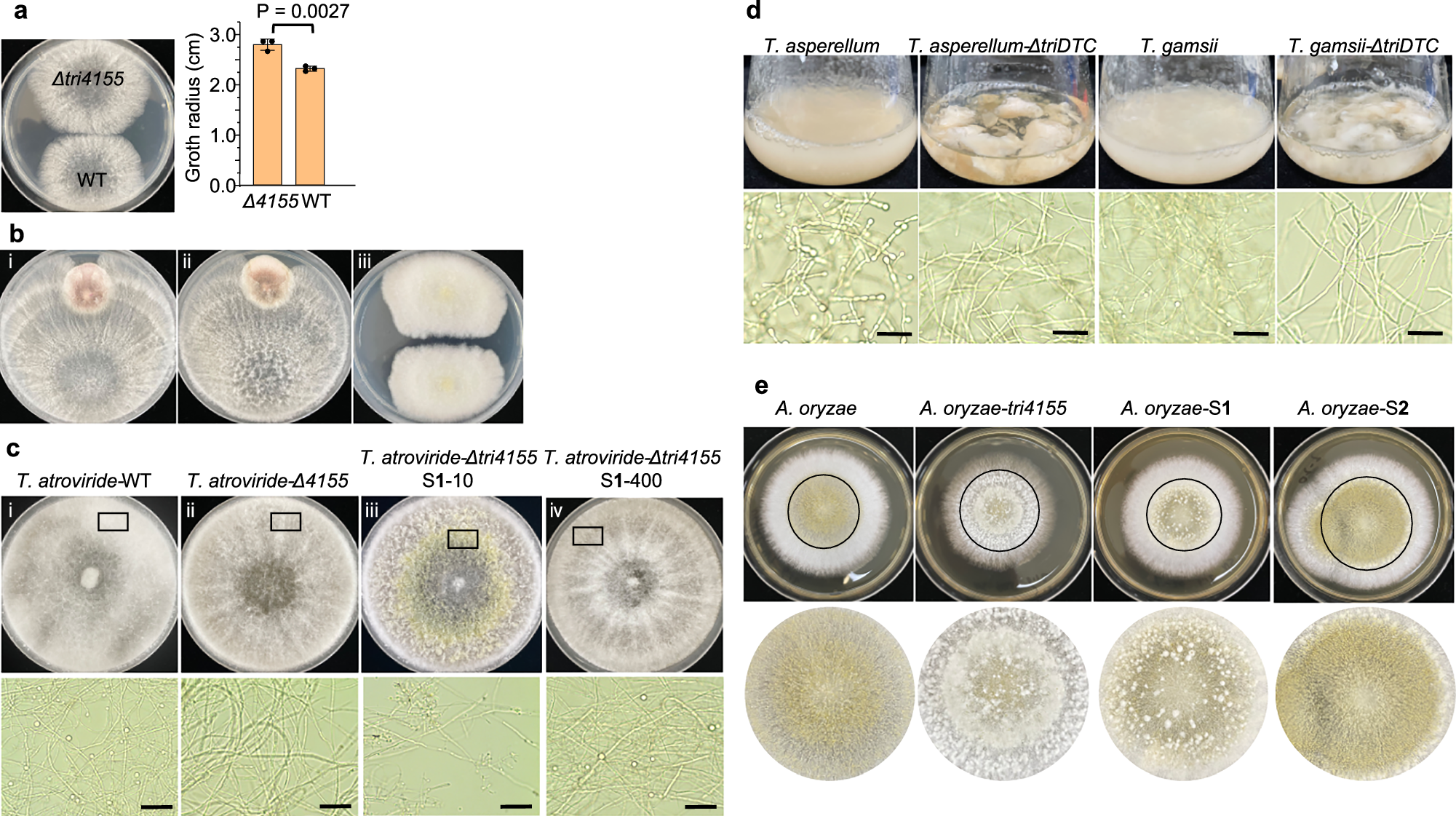 Fig. 5: triDTCs and harzianol I (1) regulate Trichoderma chlamydospore and A. oryzae sclerotia formation.