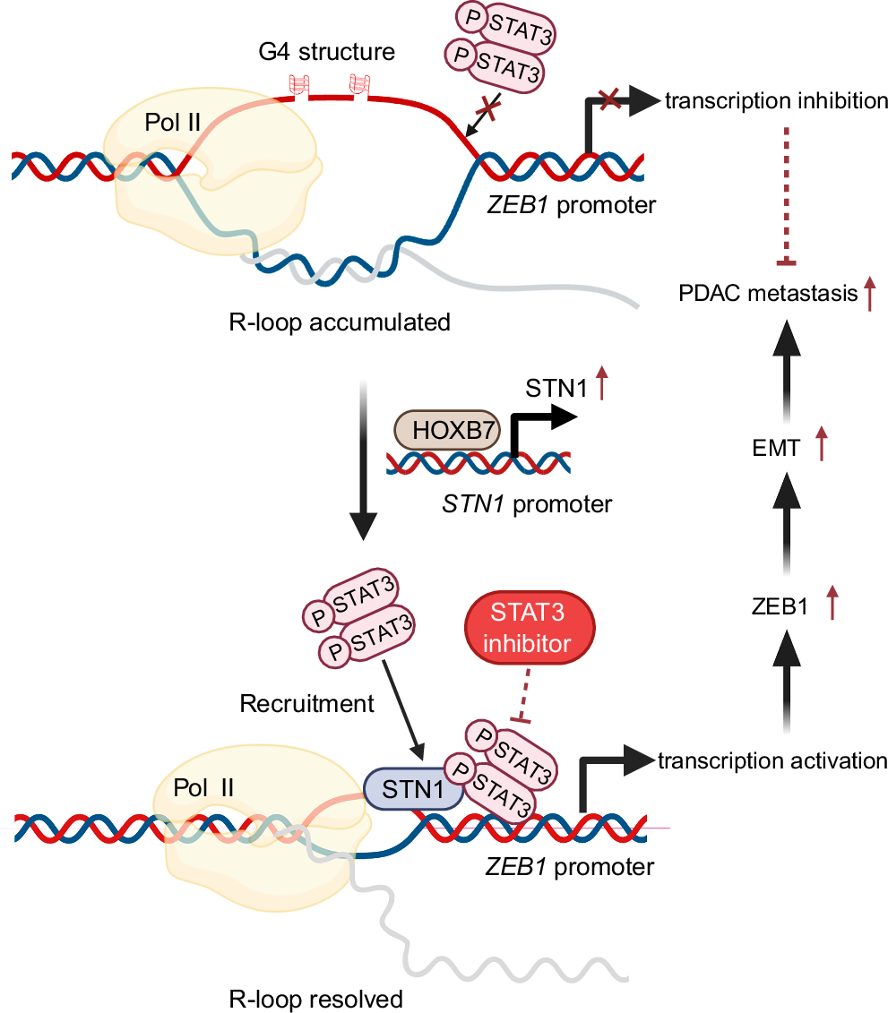 Fig. 8: Schematic model illustrating STN1 drives PDAC metastasis through promoting transcription of EMT-TF ZEB1.