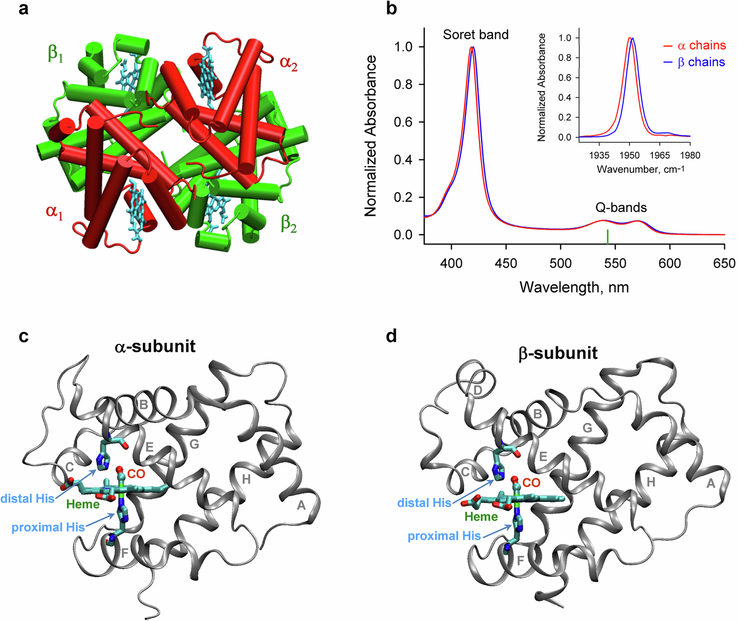 血液の赤色を担うタンパク質に新たなメカニズムを発見(New mechanism found in protein that gives blood its red colour)