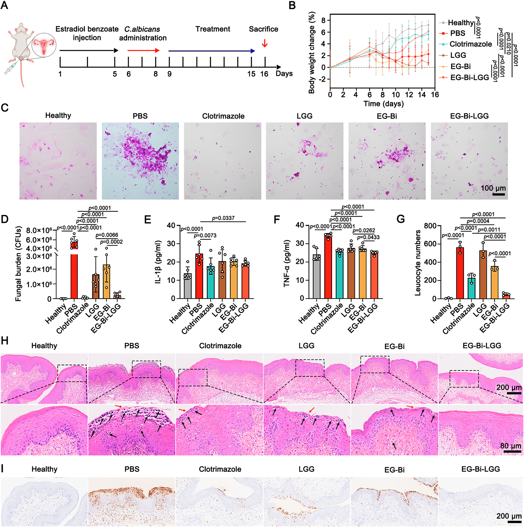 Fig. 8: Efficacy of LSTC in treating vaginal candidiasis.