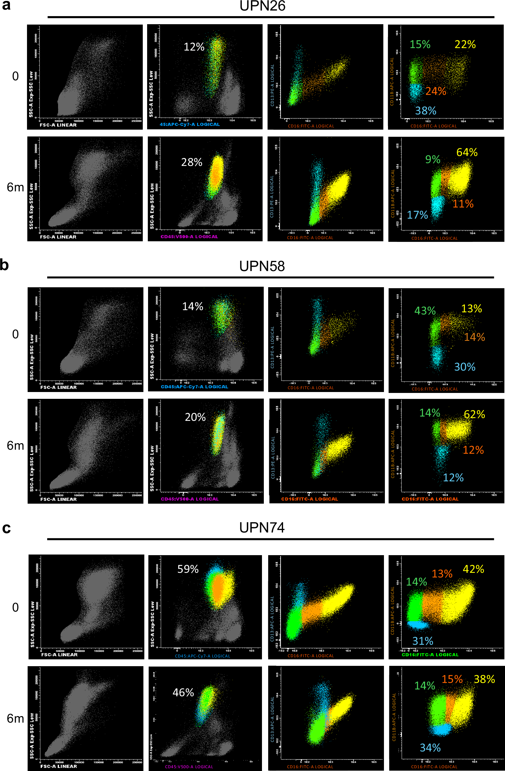 Fig. 2: Ataluren treatment improved myeloid maturation in bone marrow.