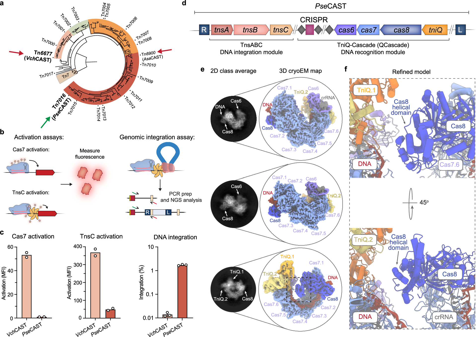 Structure-guided engineering of type I-F CASTs for targeted gene insertion  in human cells | Nature Communications