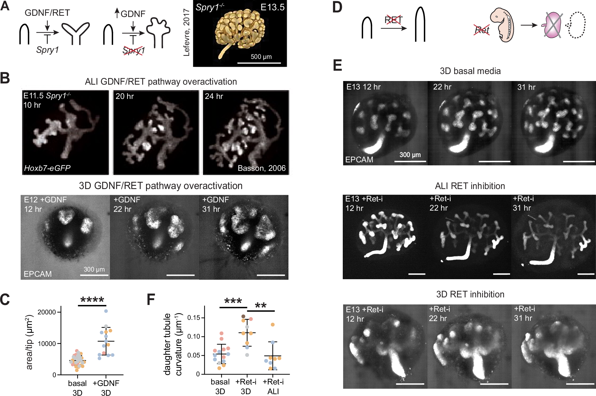 Fig. 3: 3D culture better approximates the presentation of GDNF-RET signaling defects.