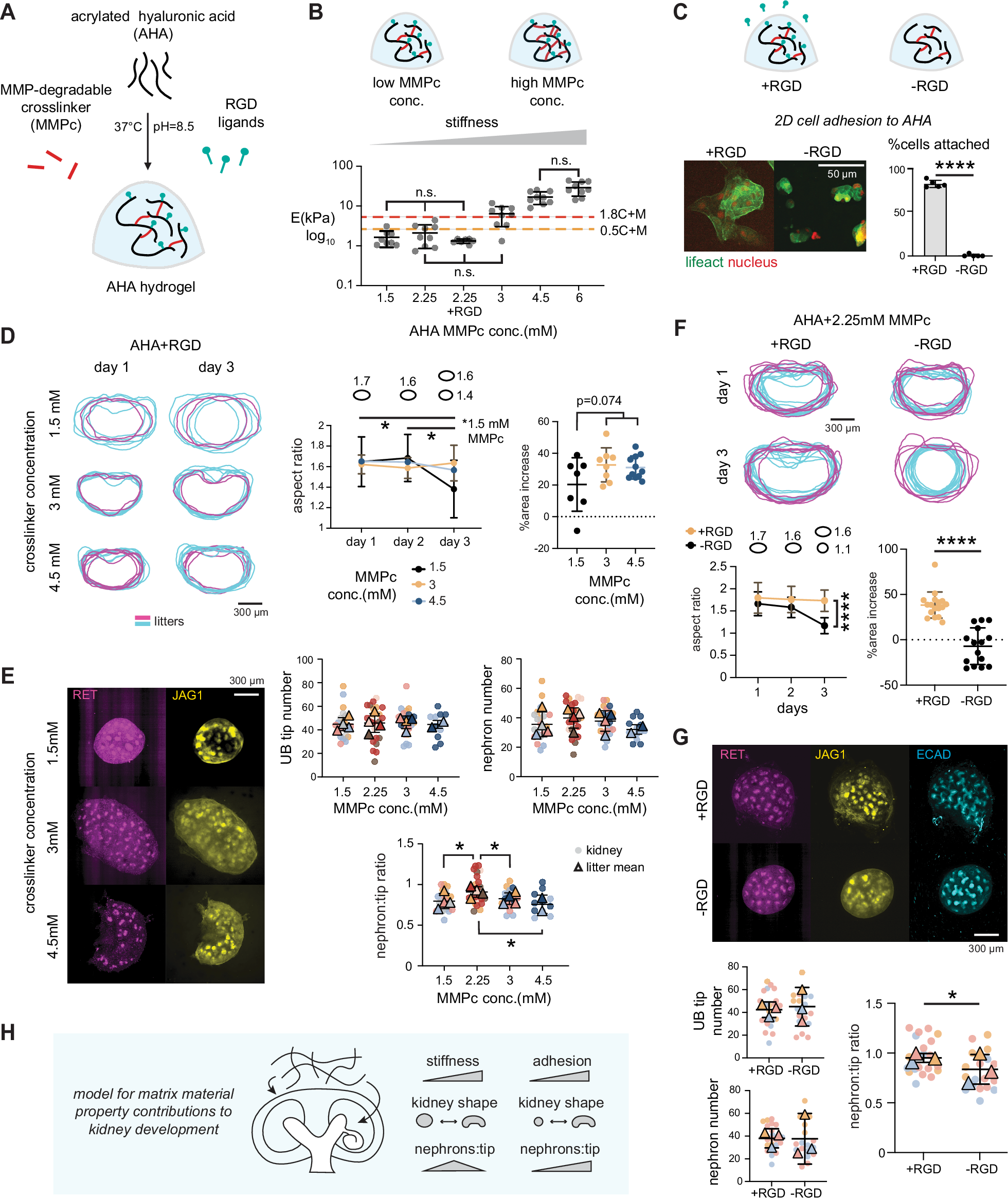 Fig. 5: Engineered hydrogel stiffness/adhesion controls kidney shape and nephron:tip ratio.