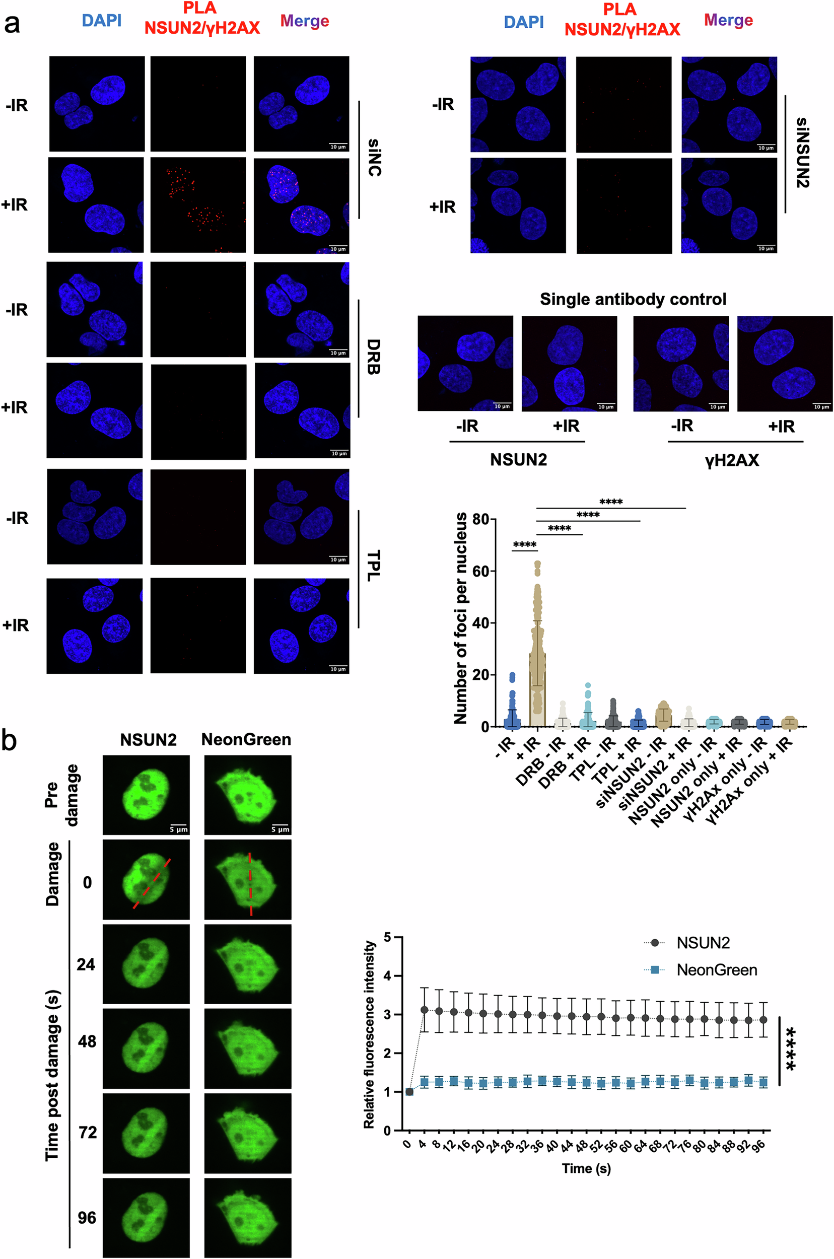 Fig. 1: NSUN2 is recruited to double strand breaks.