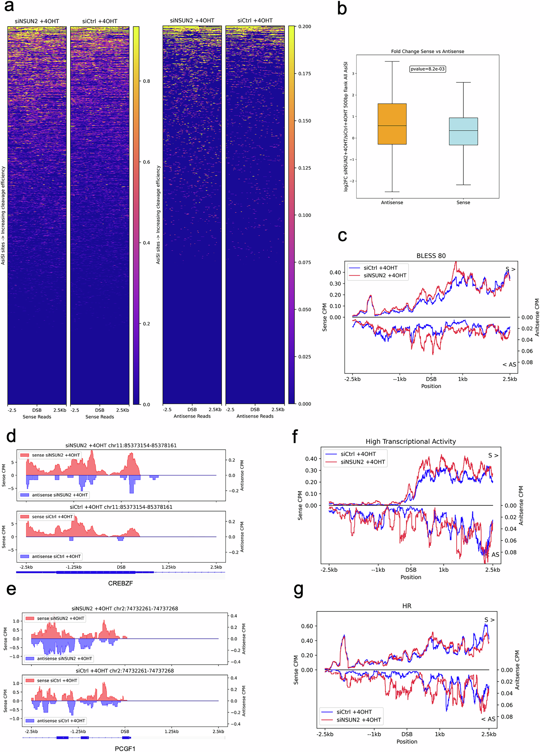 Fig. 4: NSUN2 depletion leads to stabilization of antisense DARTs.