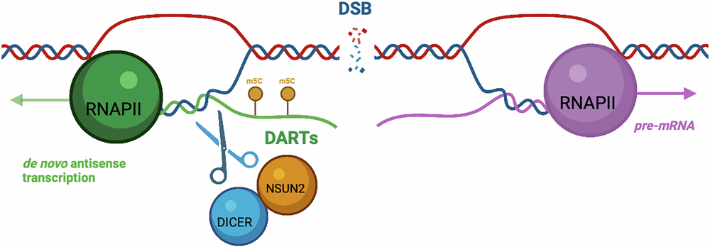 Fig. 8: NSUN2 promotes RNA turnover at DNA breaks via DICER-dependent degradation of DARTs.