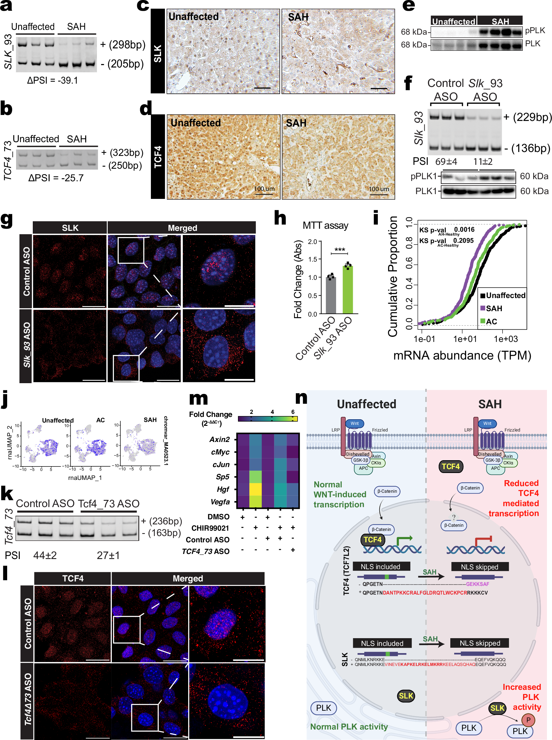 Fig. 5: Decreased inclusion of NLS-encoding exon disrupts nuclear localization and function of SLK and TCF4.