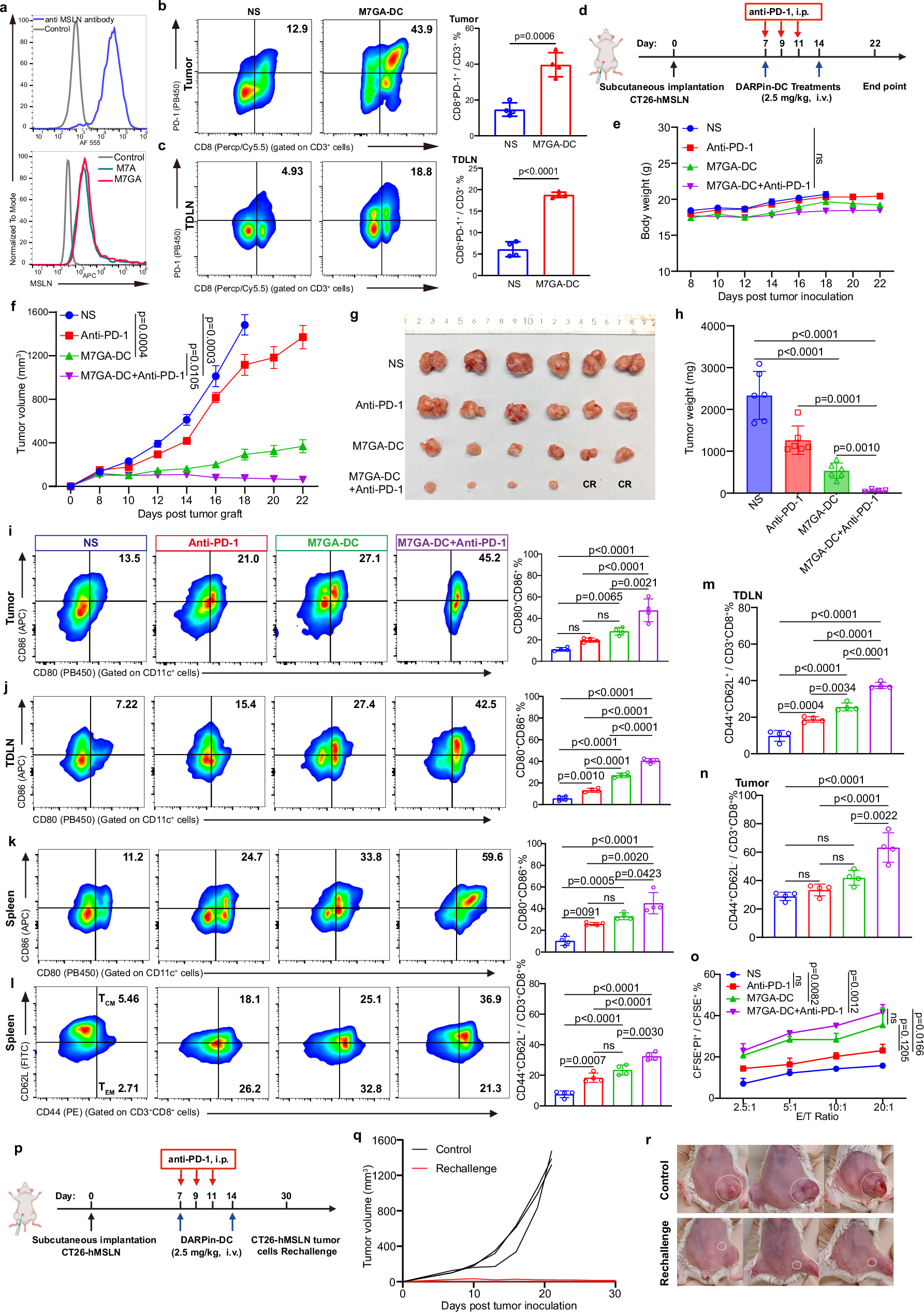 Fig. 8: Combination of M7GA-DC and PD-1 blockade remodels the tumor immune microenvironment and forms long-term immunological memory.