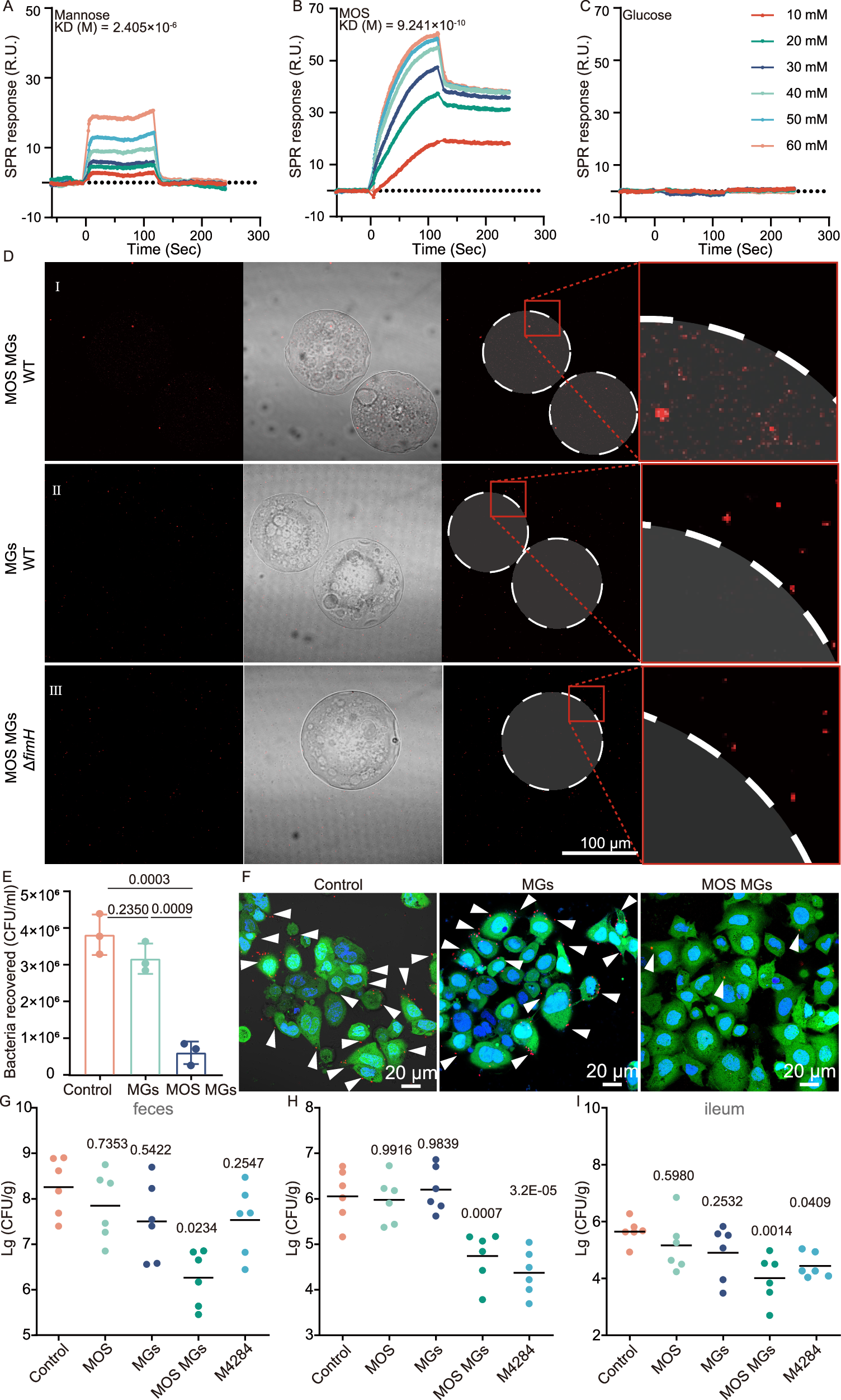 Fig. 4: MOS MGs block AIEC adhesion to intestinal epithelial cells by binding with FimH.
