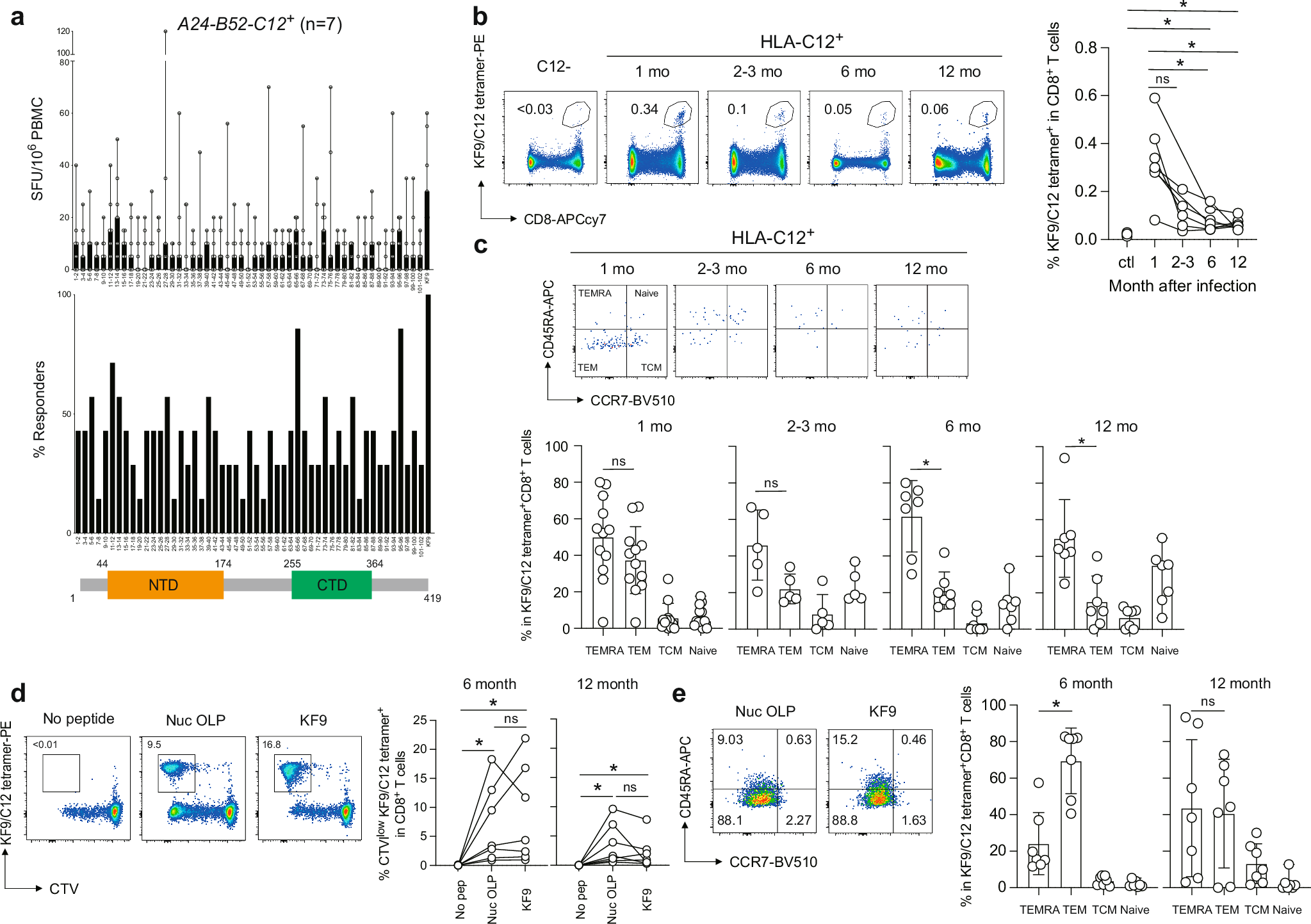 Fig. 6: KF9/C12-specific memory T cells are sustained for 6-12 months in COVID-19 convalescents.