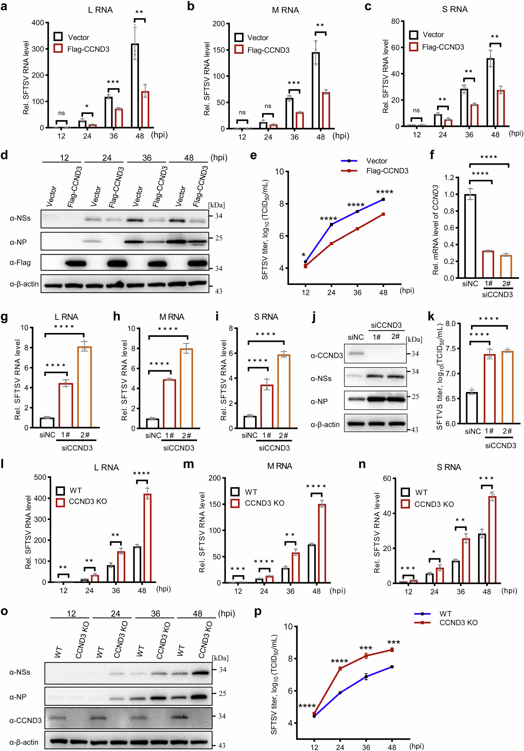 Fig. 3: CCND3 restricts SFTSV replication and propagation.