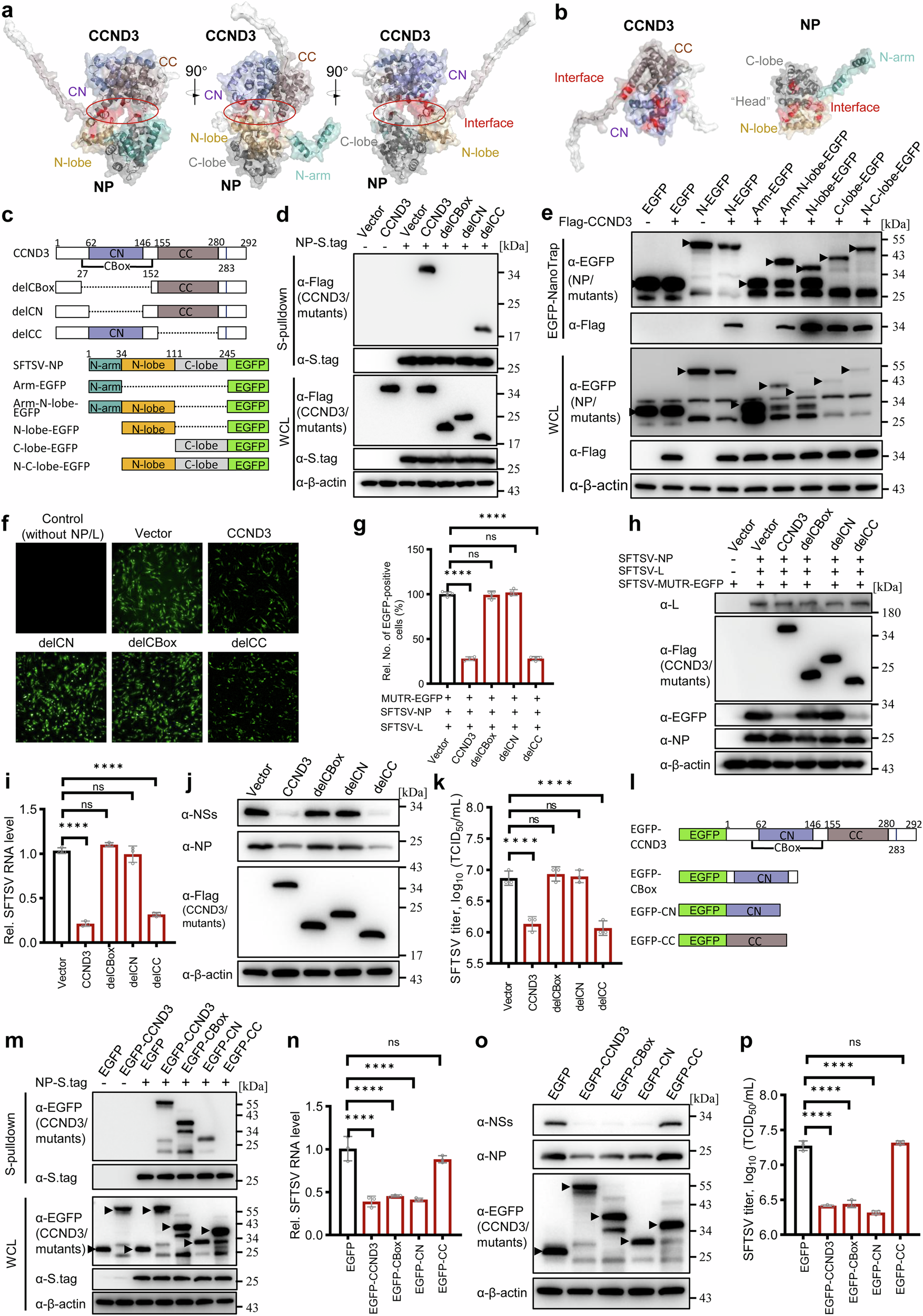 Fig. 7: By its CN domain, CCND3 targets both N- and C-lobes of NP and inhibits the RNP activity and viral replication.