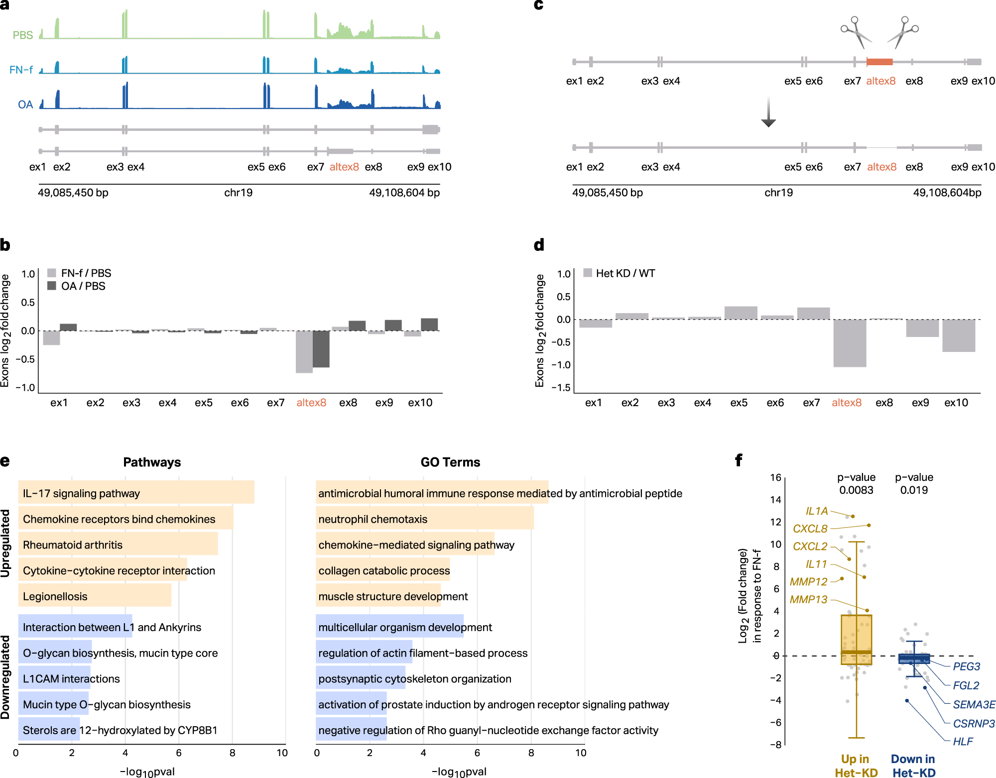 Fig. 2: Deletion of SNRNP70 alternative exon 8 mimics OA-related splicing patterns.