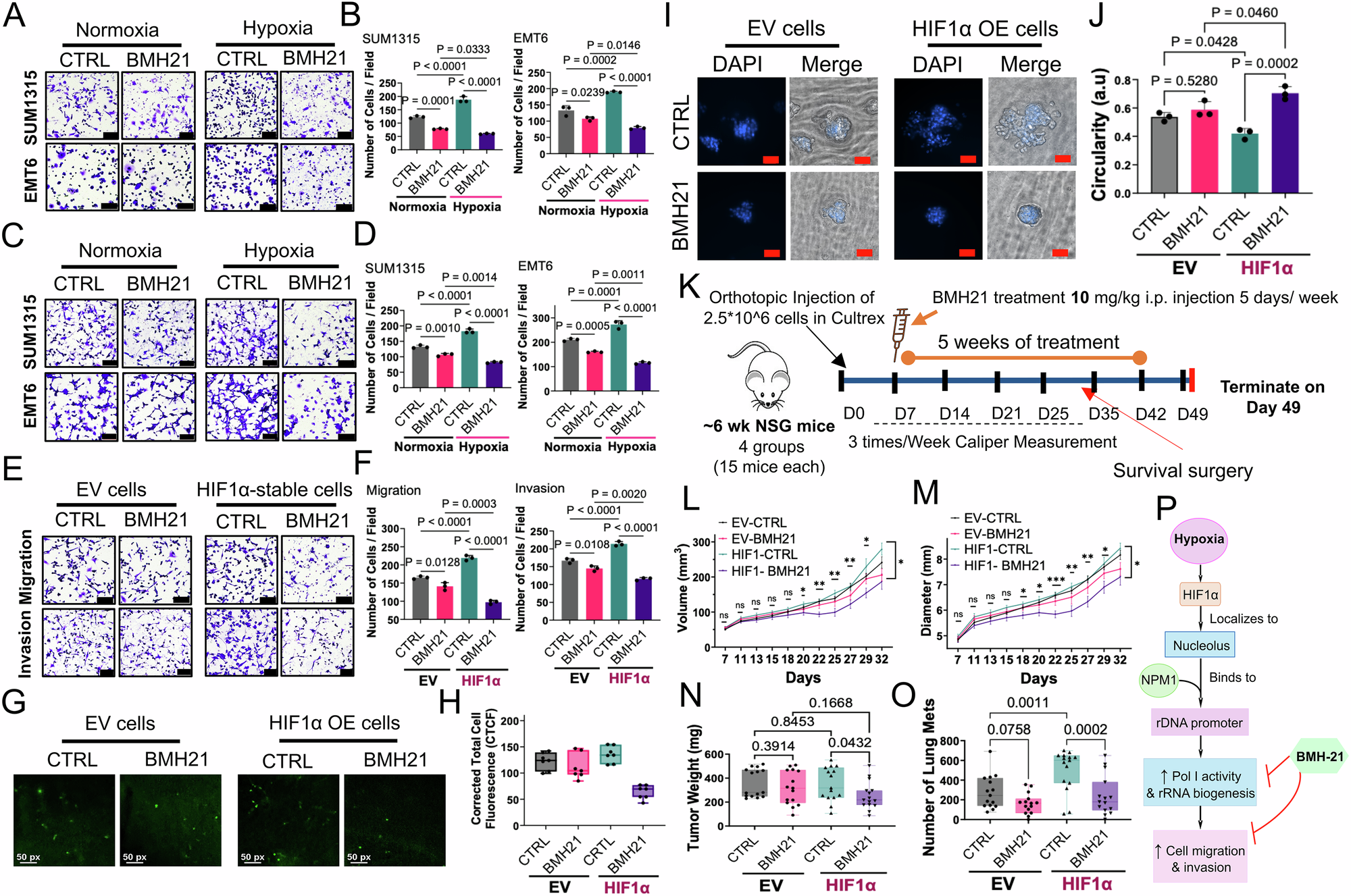 Fig. 6: BMH-21 mitigates migration, invasion, metastatic potential, and tumor progression in breast cancer models.