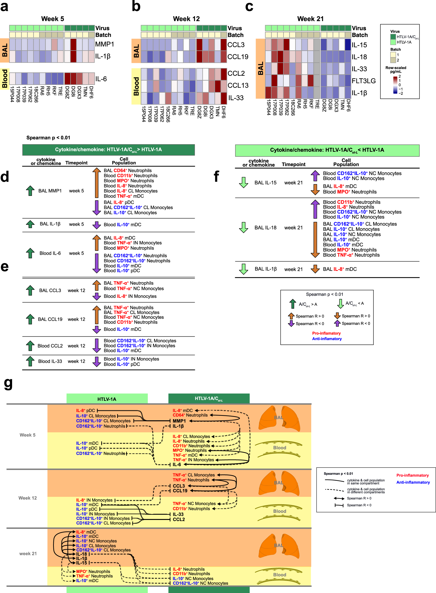 Fig. 4: Distinct cytokine and chemokine profiles in blood and BAL of HTLV-1A/CoI-L and HTLV-1A infected macaques and their correlations with cell populations in blood and BAL.