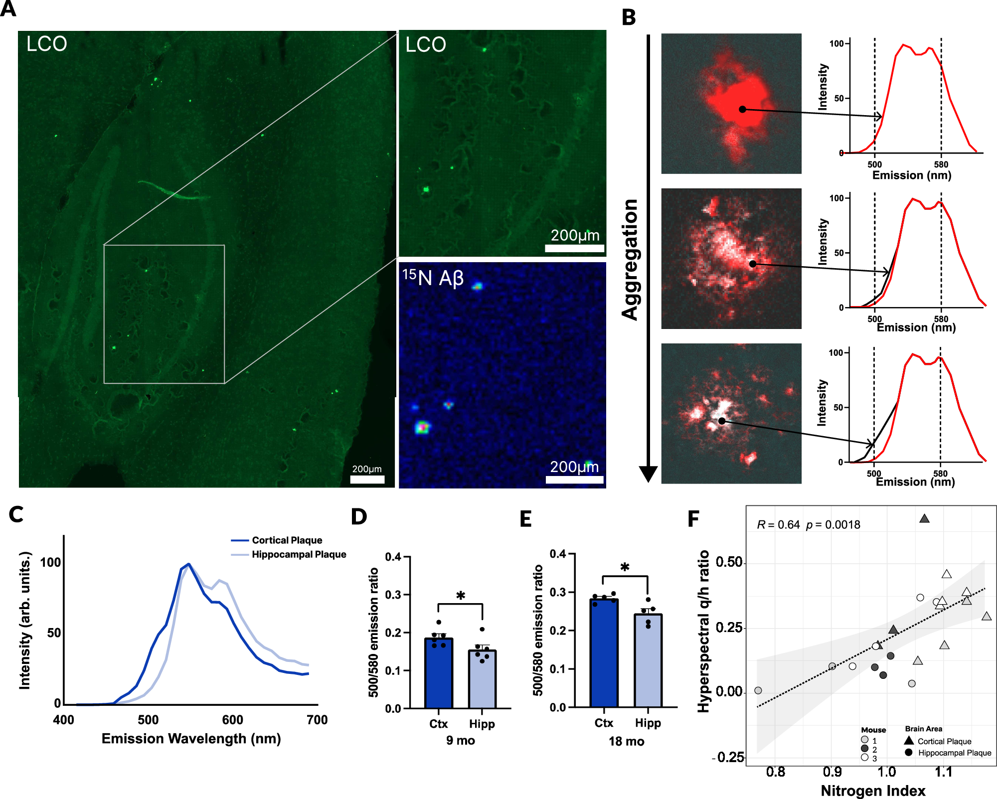 Fig. 2: Amyloid plaque maturation is characterized by continuous fibrilization with age.