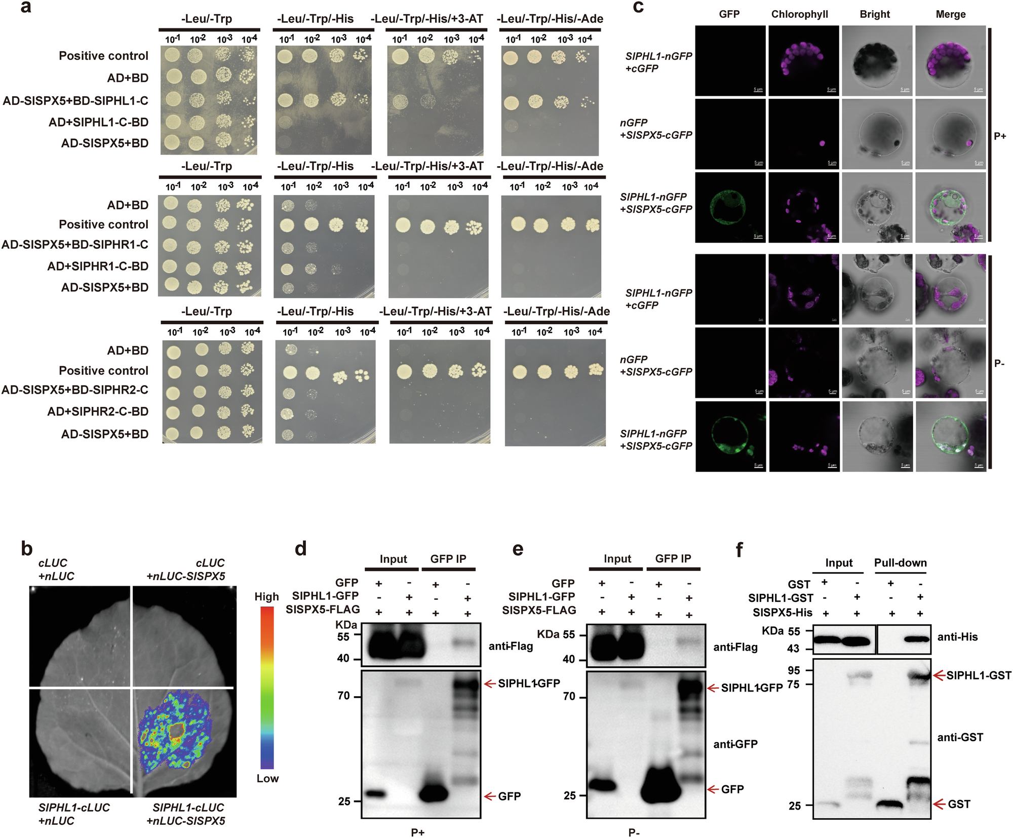 Fig. 3: SlSPX5 physically interacts with SlPHL1 and this interaction is independent of Pi status.
