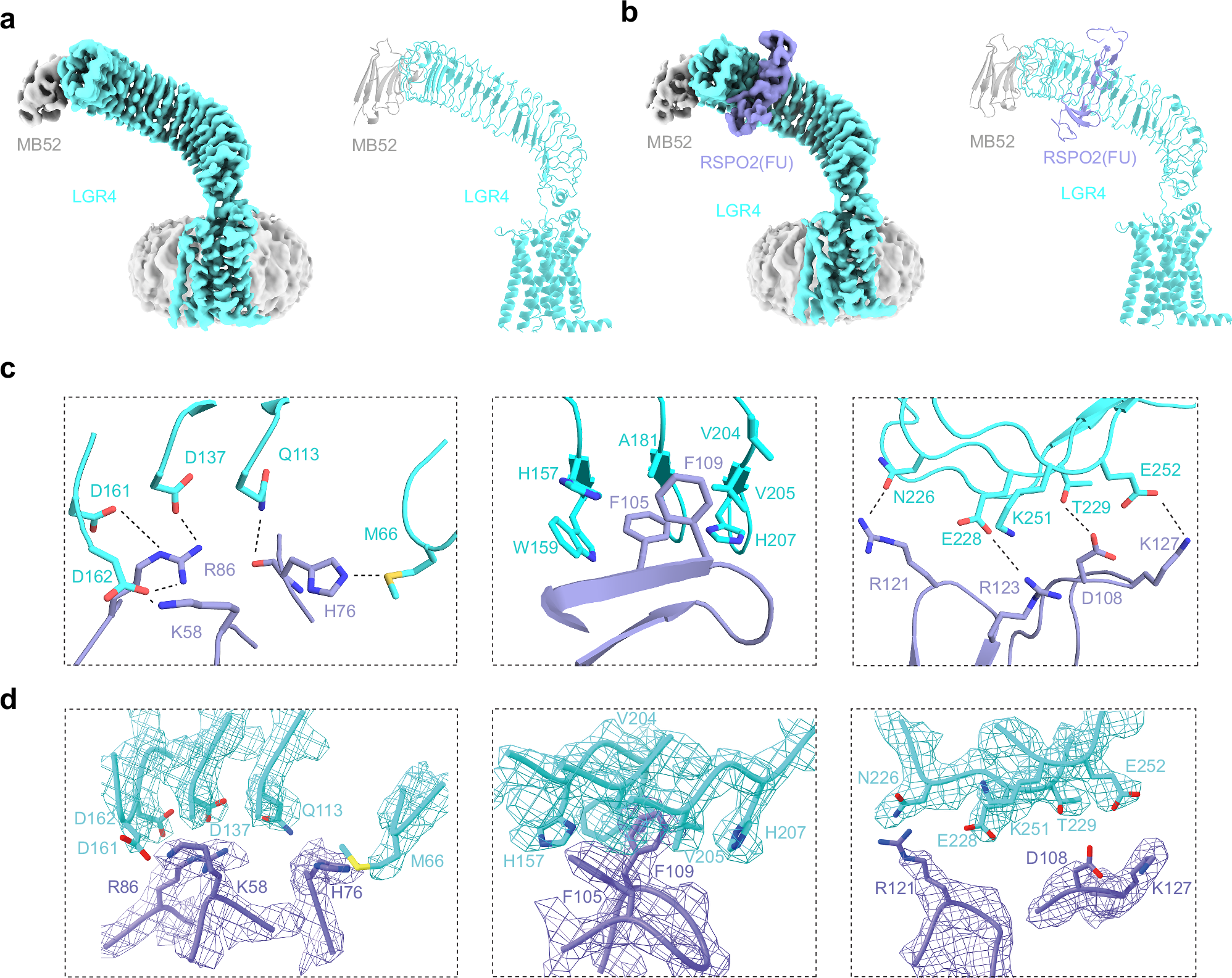 Fig. 1: Cryo-EM structures of LGR4 alone and in complex with RSPO2(FU).